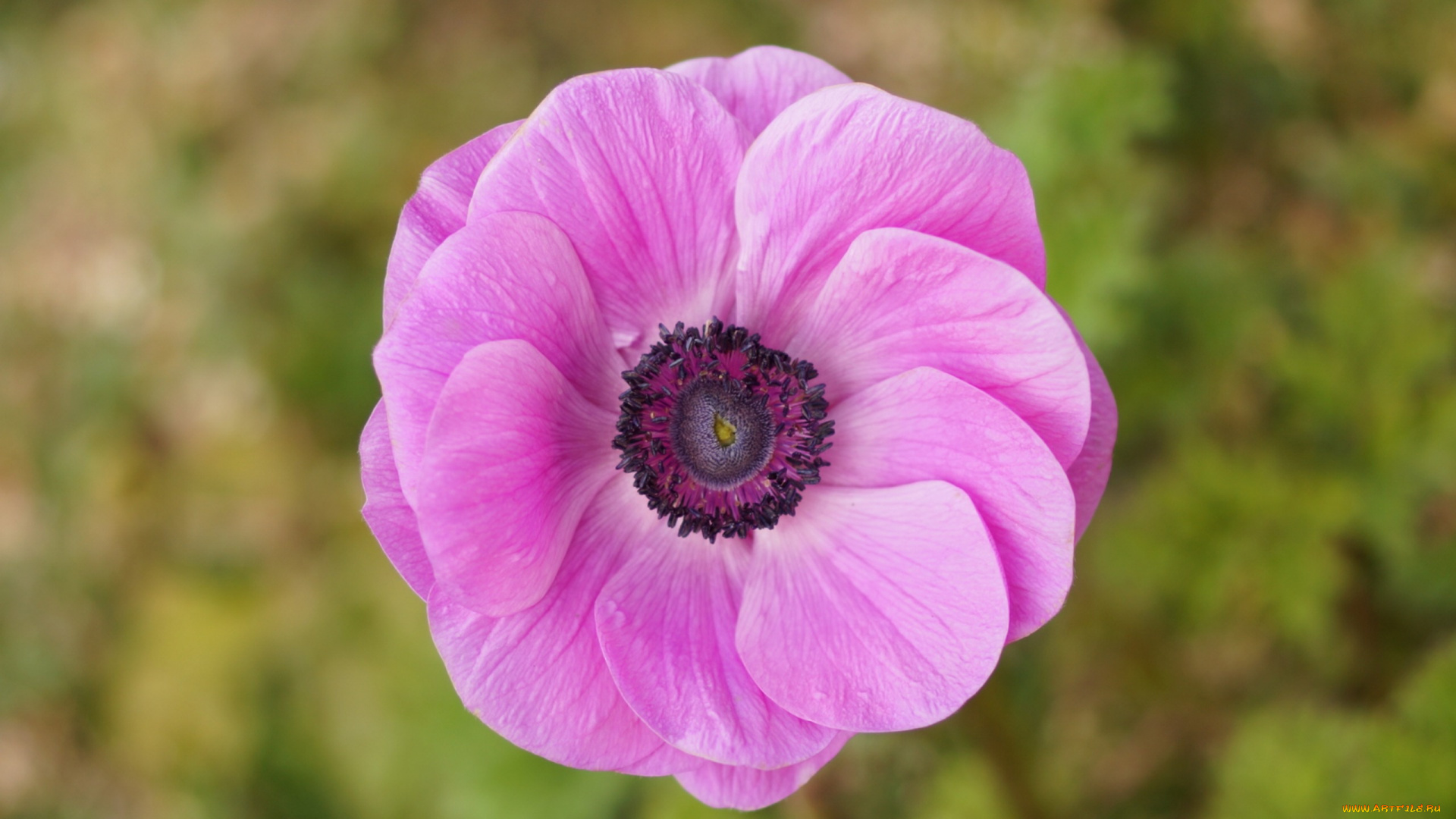 цветы, анемоны, , сон-трава, макро