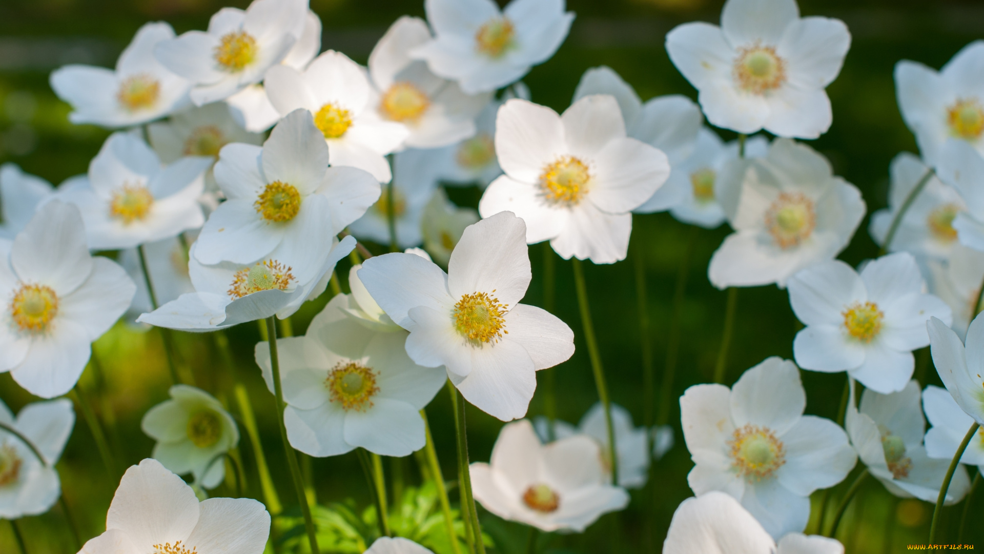 цветы, анемоны, , сон-трава, макро, анемон, белый