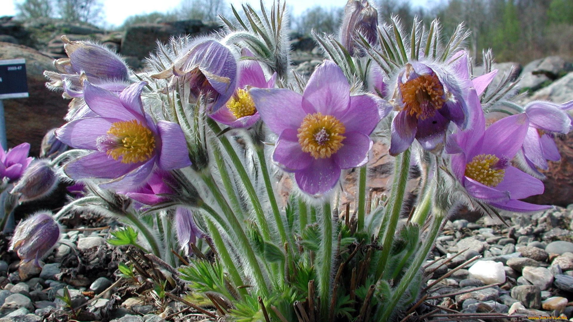 цветы, анемоны, , сон-трава, пушистики