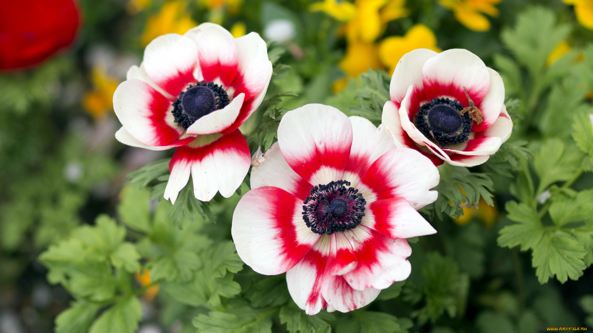 цветы, анемоны, , сон-трава, трио