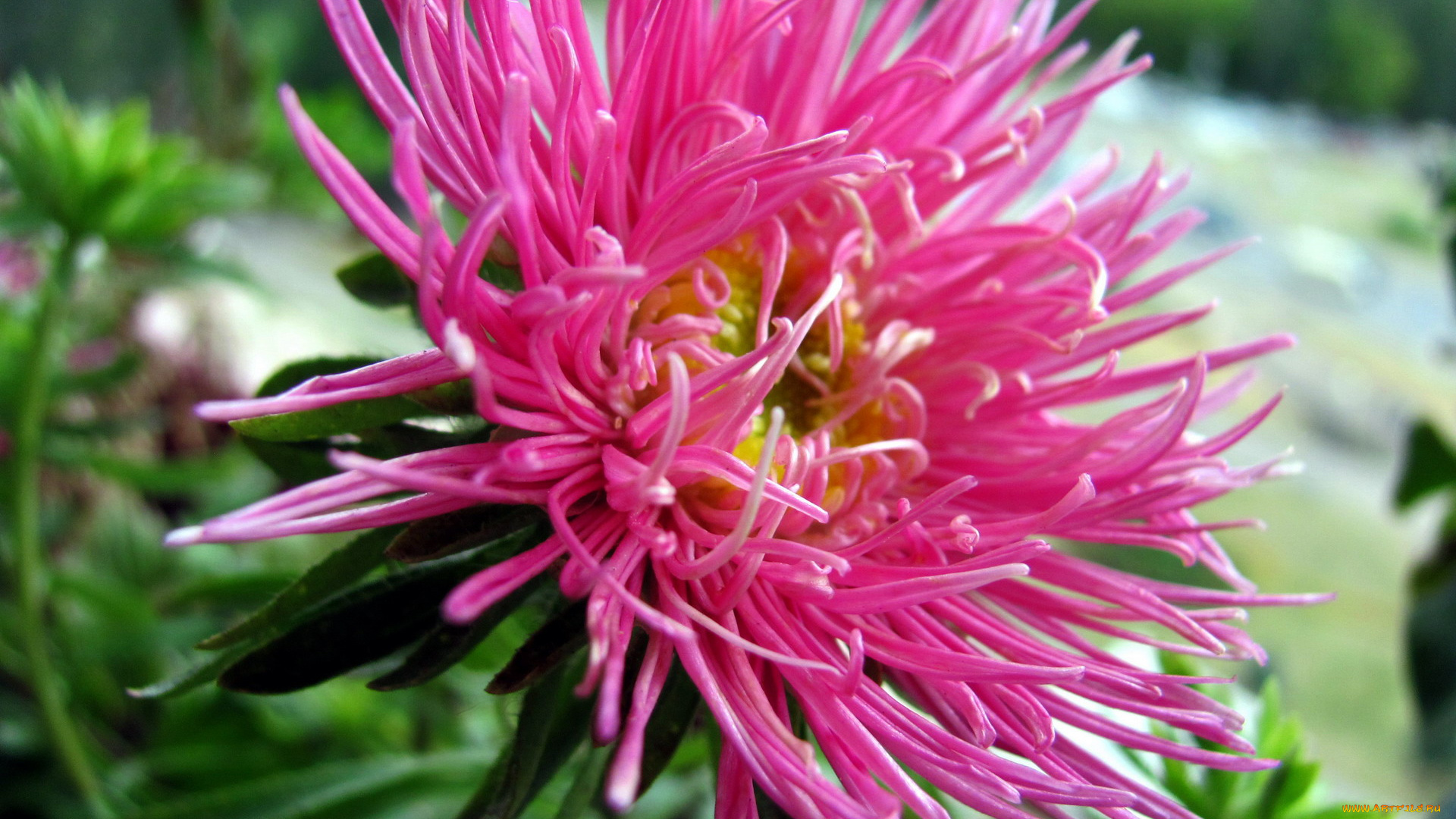 цветы, астры, розовый