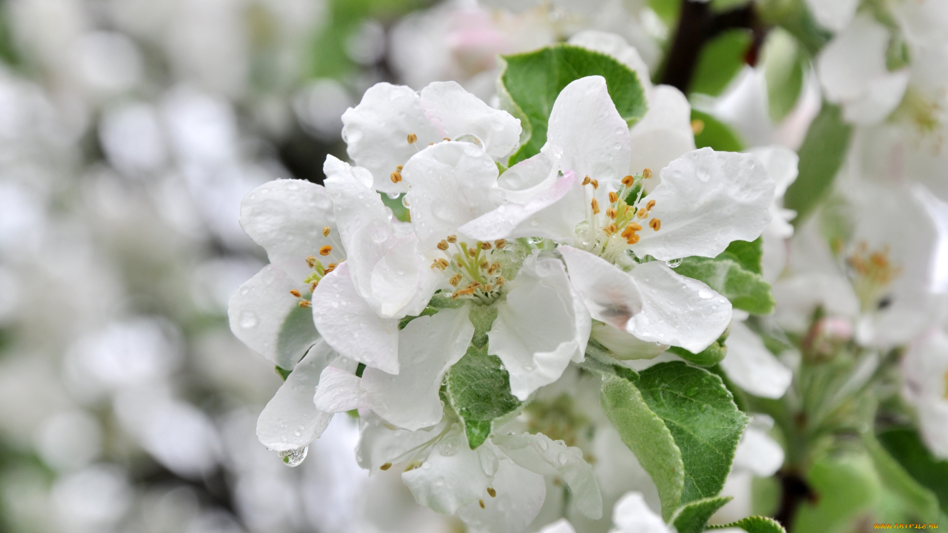 цветы, цветущие, деревья, , , кустарники, дерево, макро, яблоня, весна