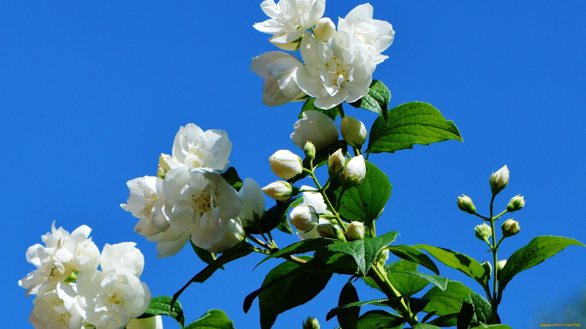 цветы, цветущие, деревья, , , кустарники, ветка