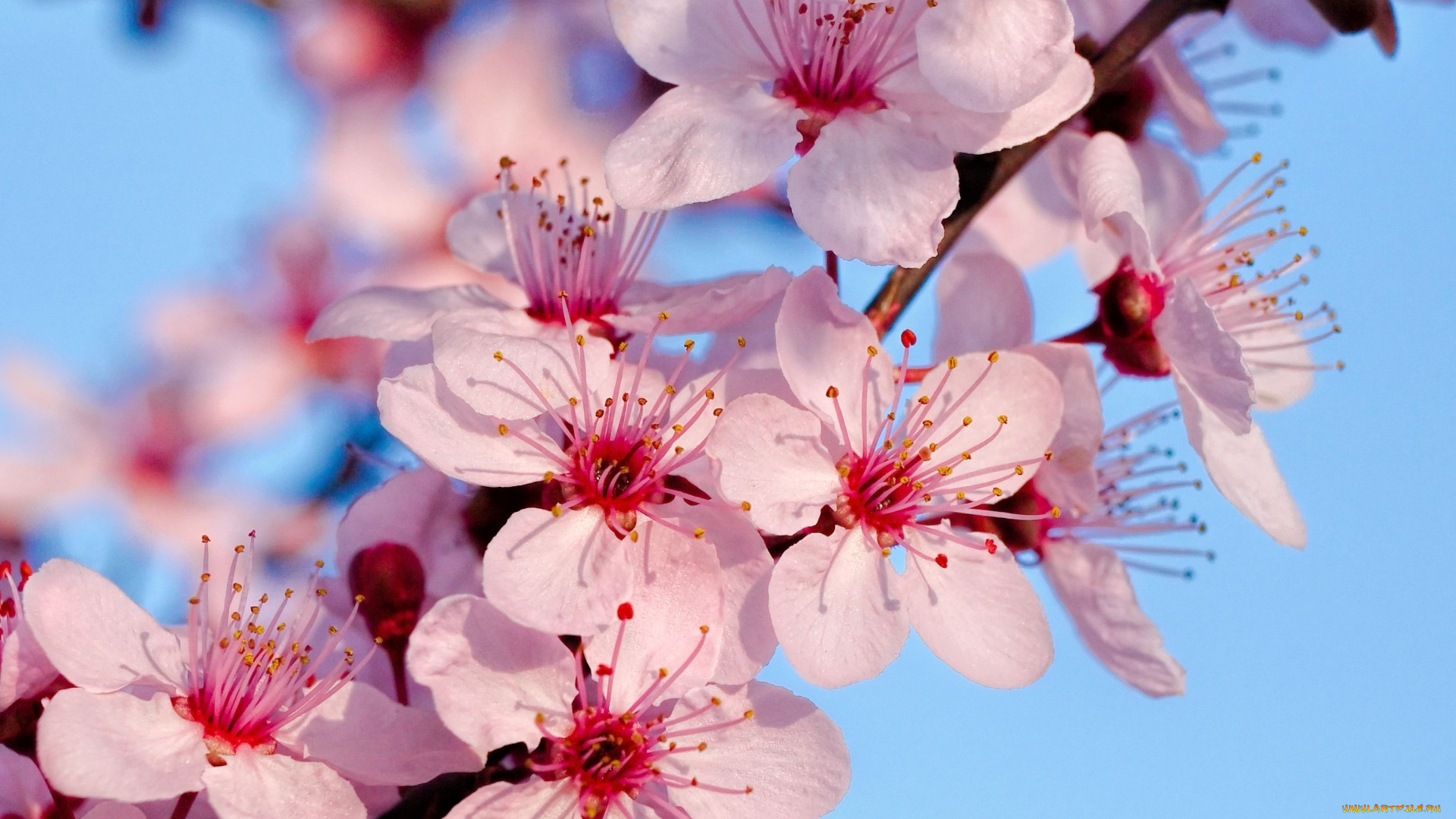 цветы, цветущие, деревья, , , кустарники, весна