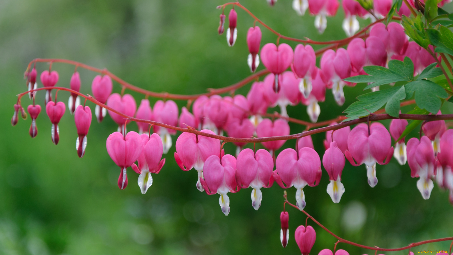 цветы, дицентра, , разбитое, сердце, розовый, макро, дицентра, разбитое, сердце