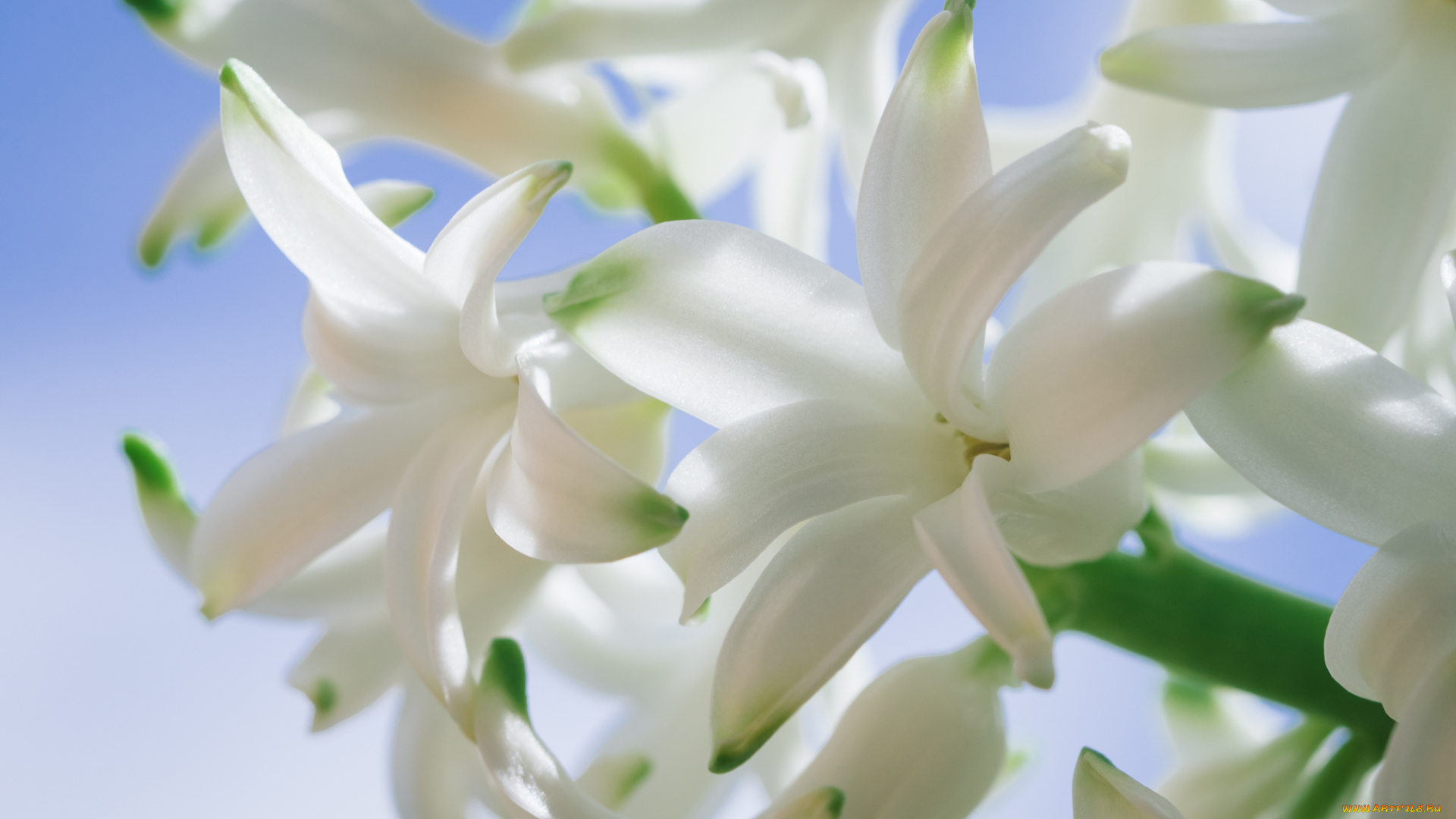 цветы, гиацинты, цветки, гиацинт, макро