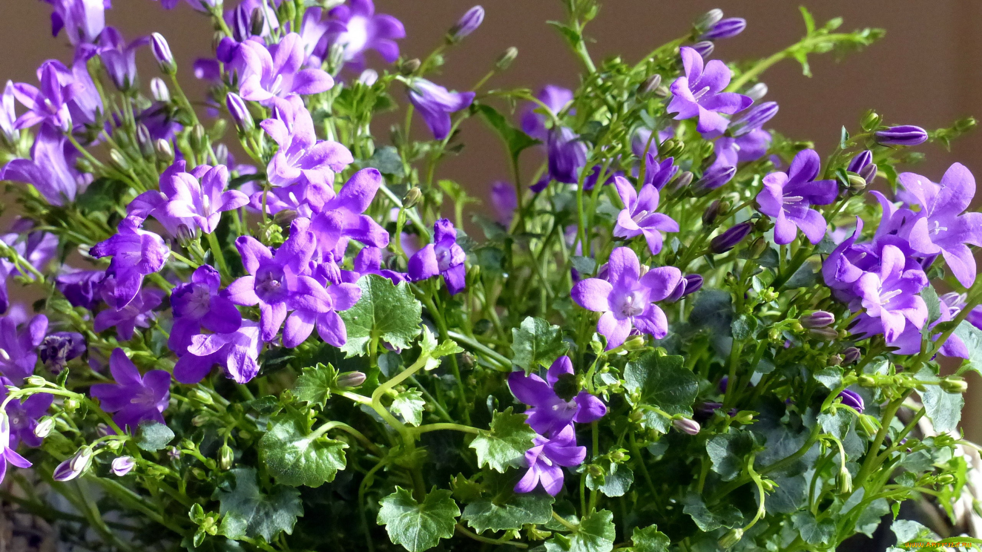 цветы, колокольчики, фиолетовый