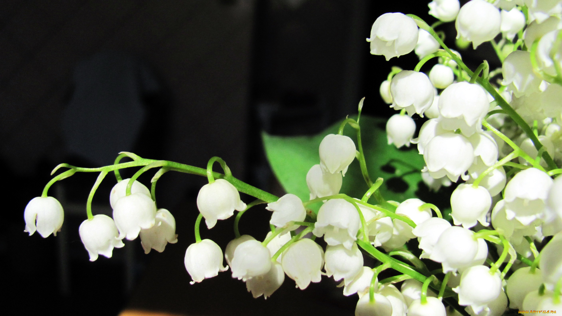 цветы, ландыши, белый