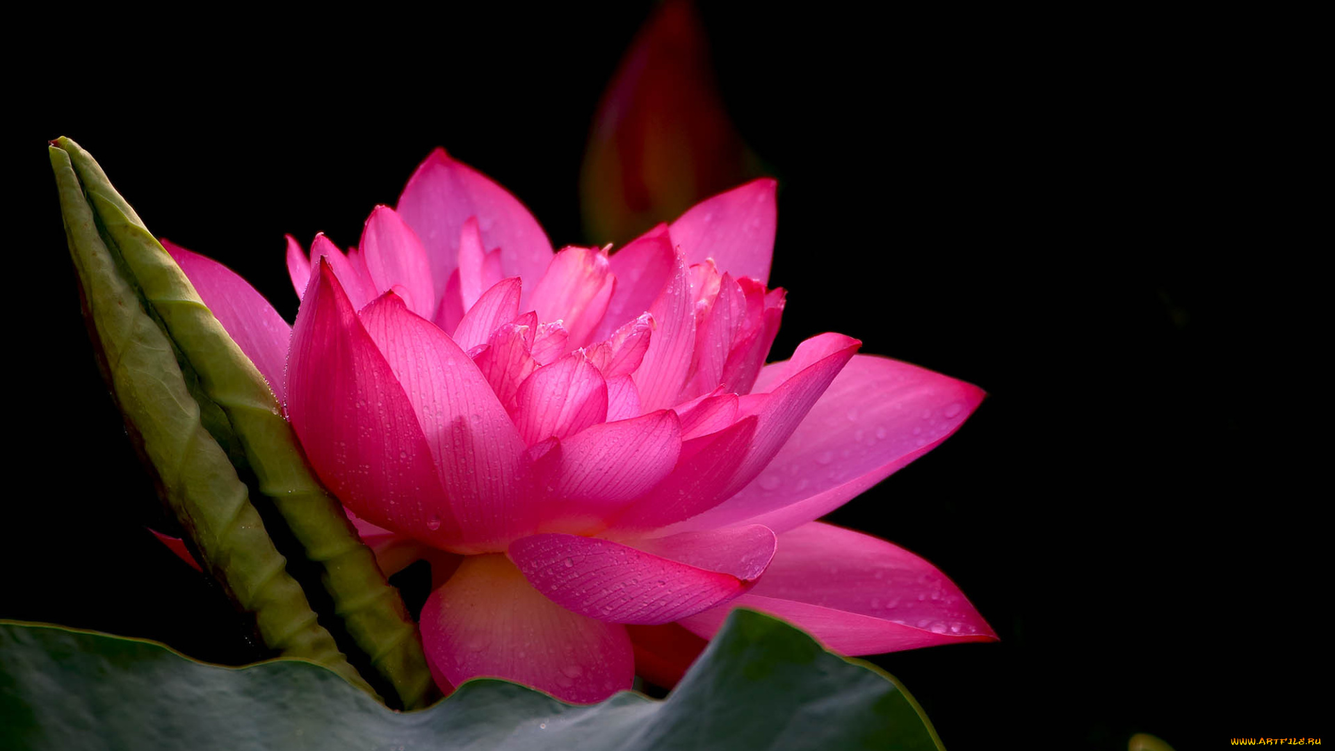 цветы, лотосы, фон, лепестки, бутон