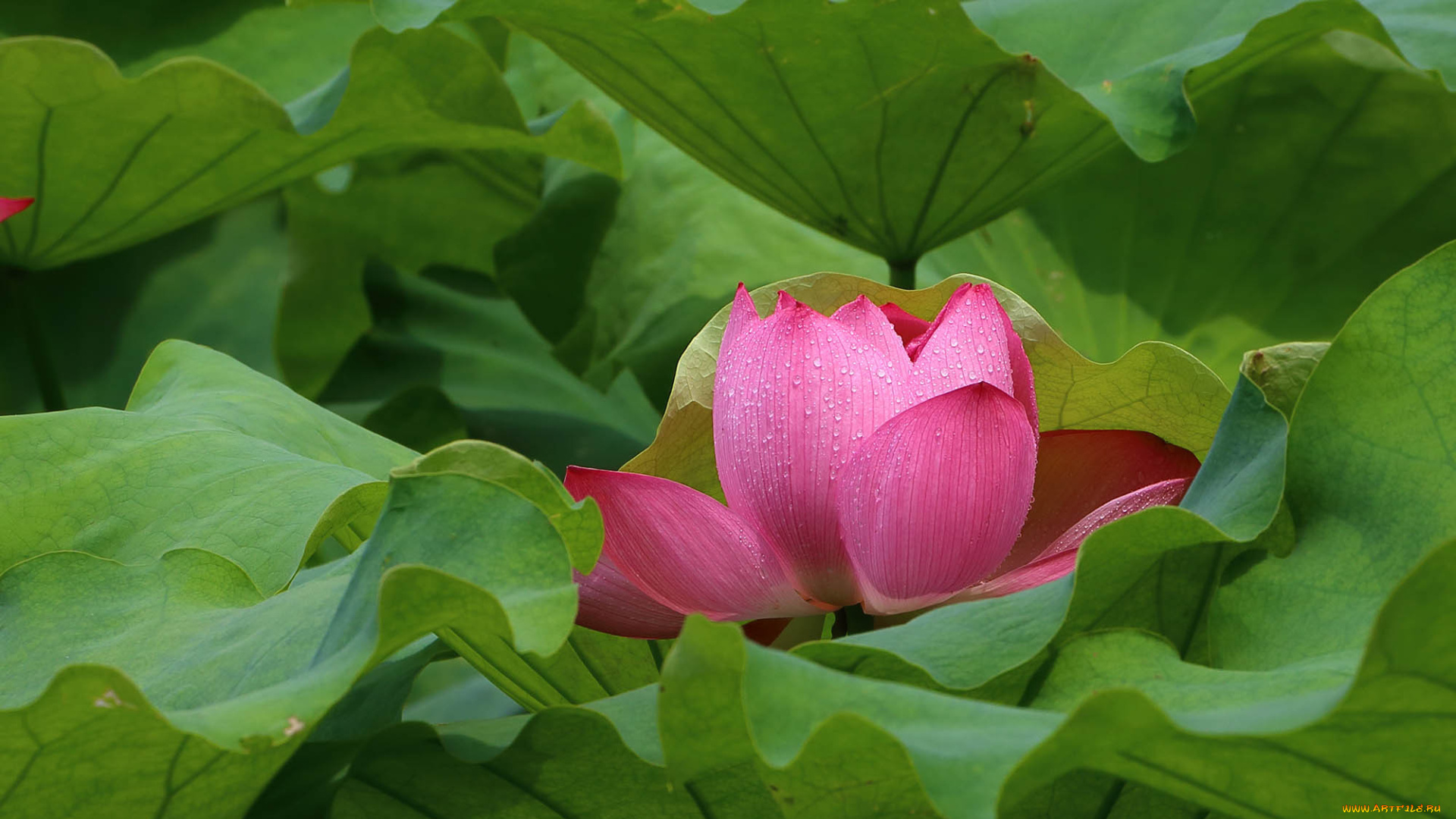 цветы, лотосы, лепестки, бутон, фон