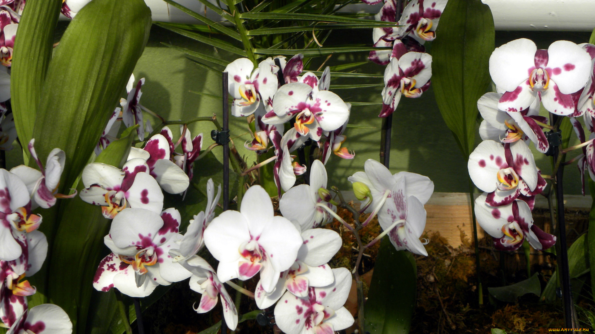 цветы, орхидеи, пестрые