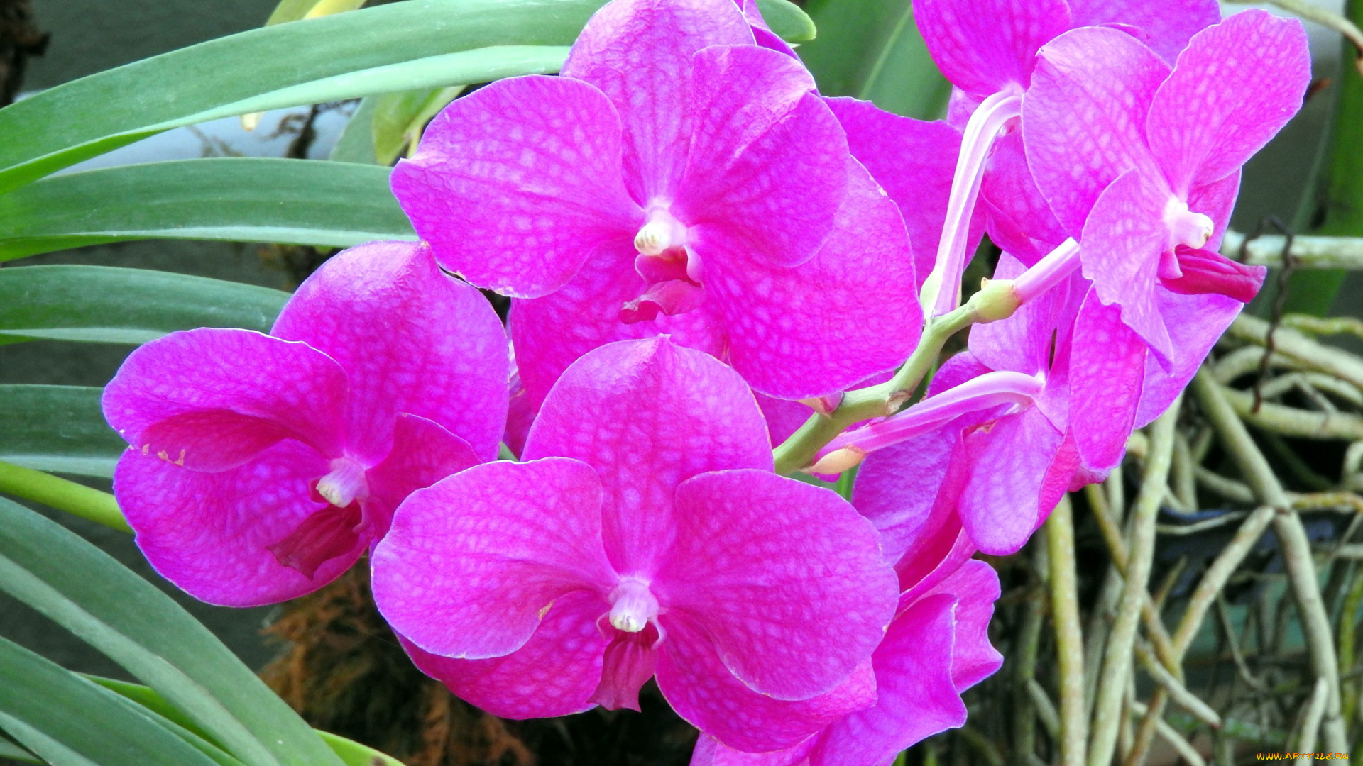 цветы, орхидеи, розовый