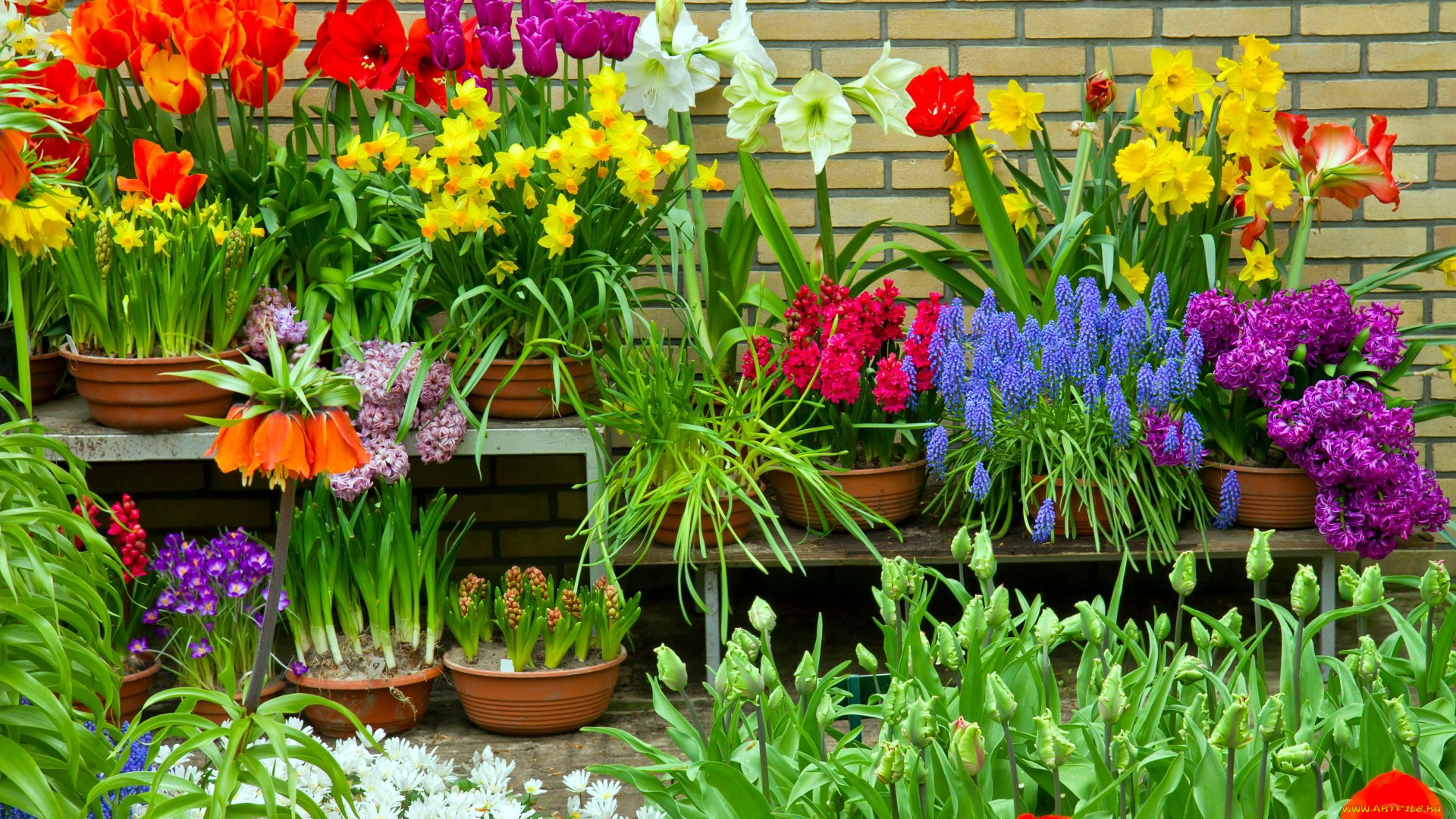 цветы, разные, вместе, нарциссы, тюльпаны, гиацинты