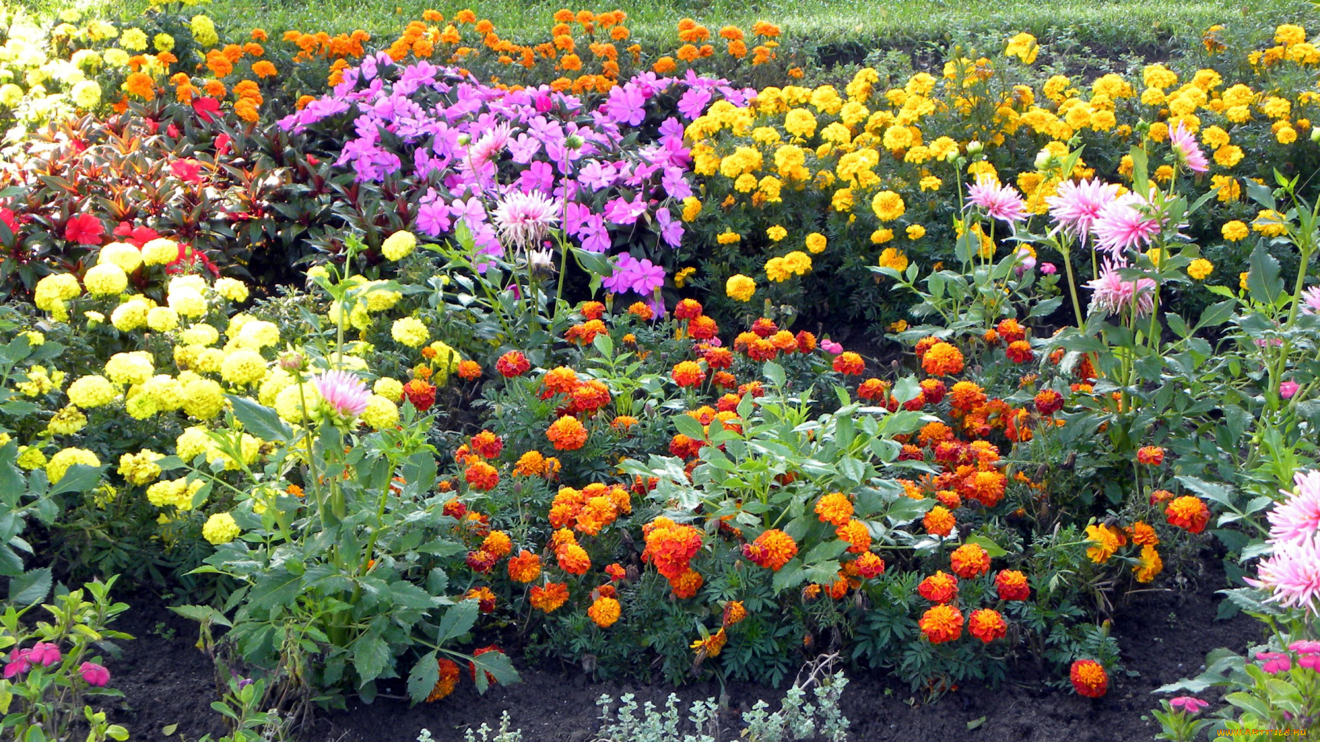 цветы, разные, вместе, тагетес, бархатцы, георгины