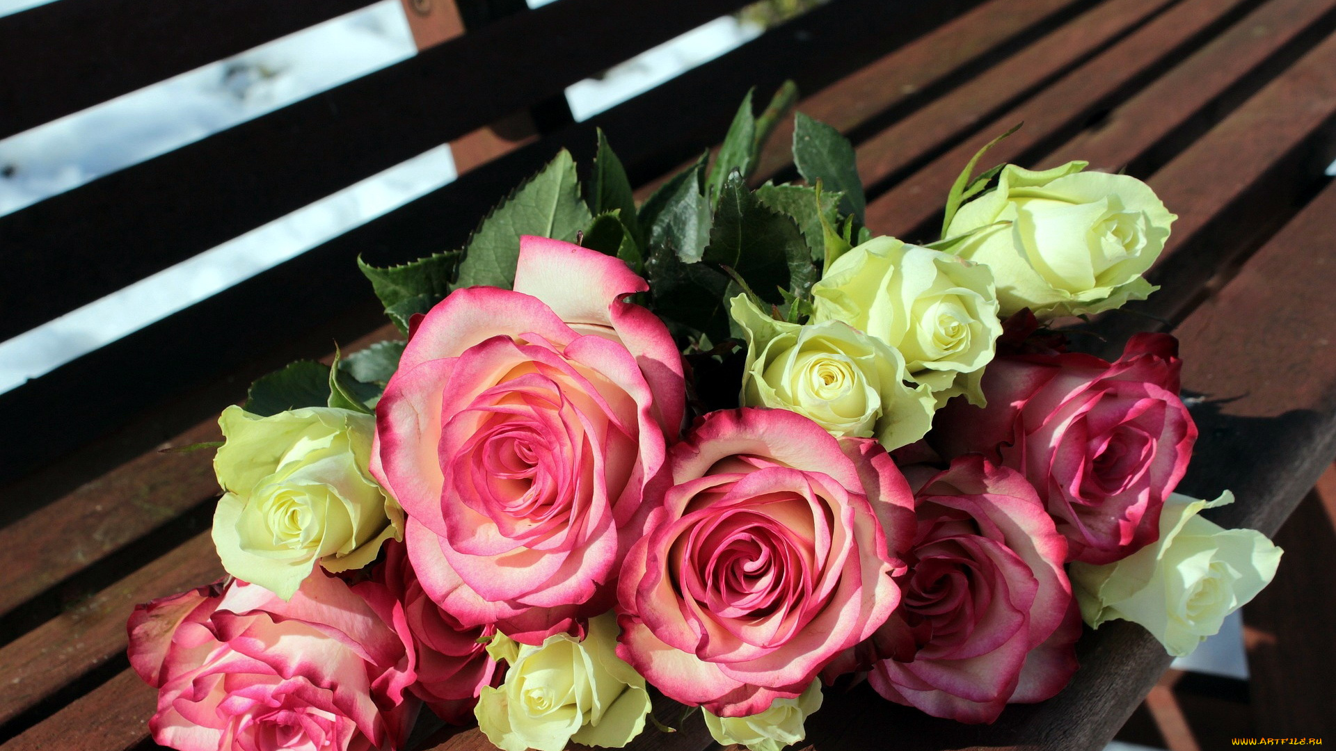 цветы, розы, белый, розовый