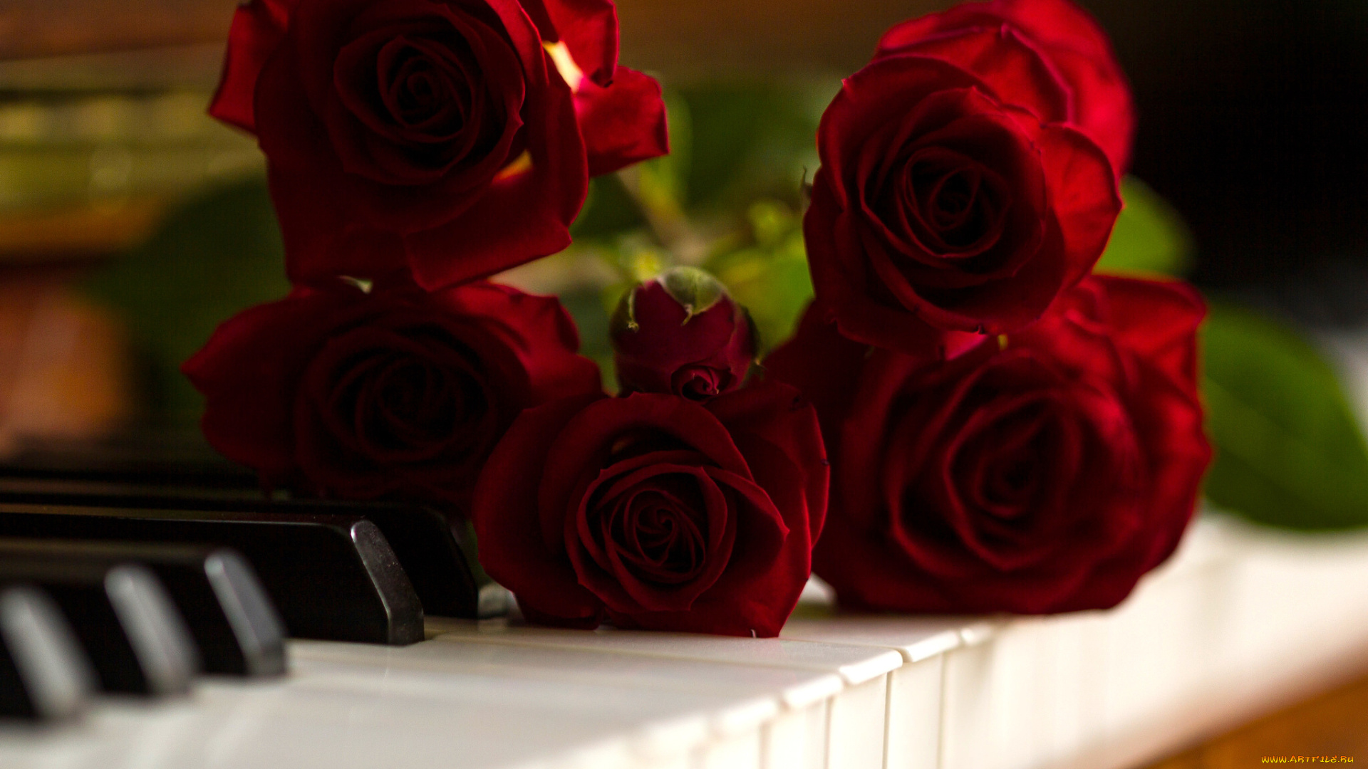 цветы, розы, клавиши, пианино, бутоны