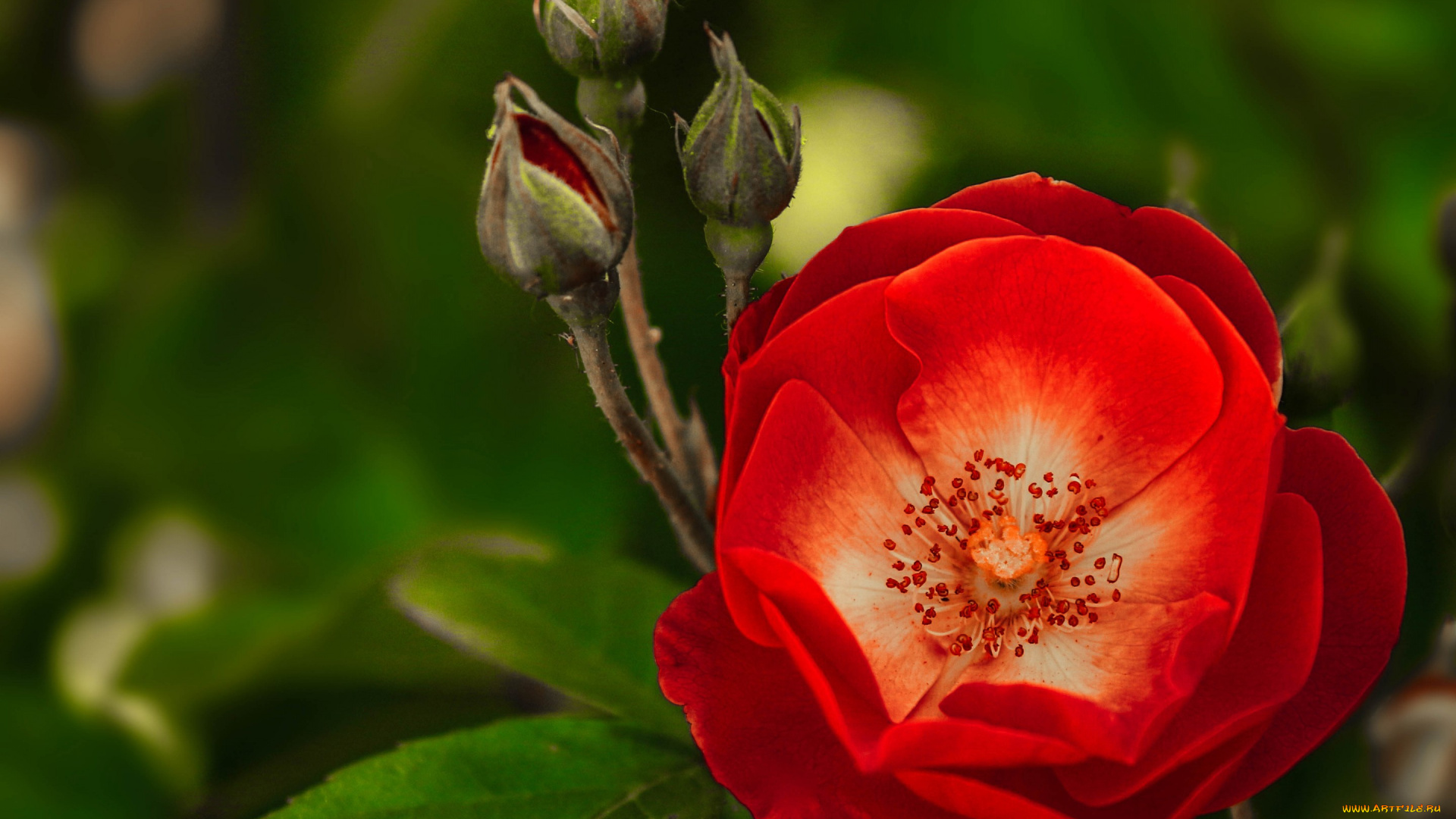 цветы, розы, макро, бутоны, роза