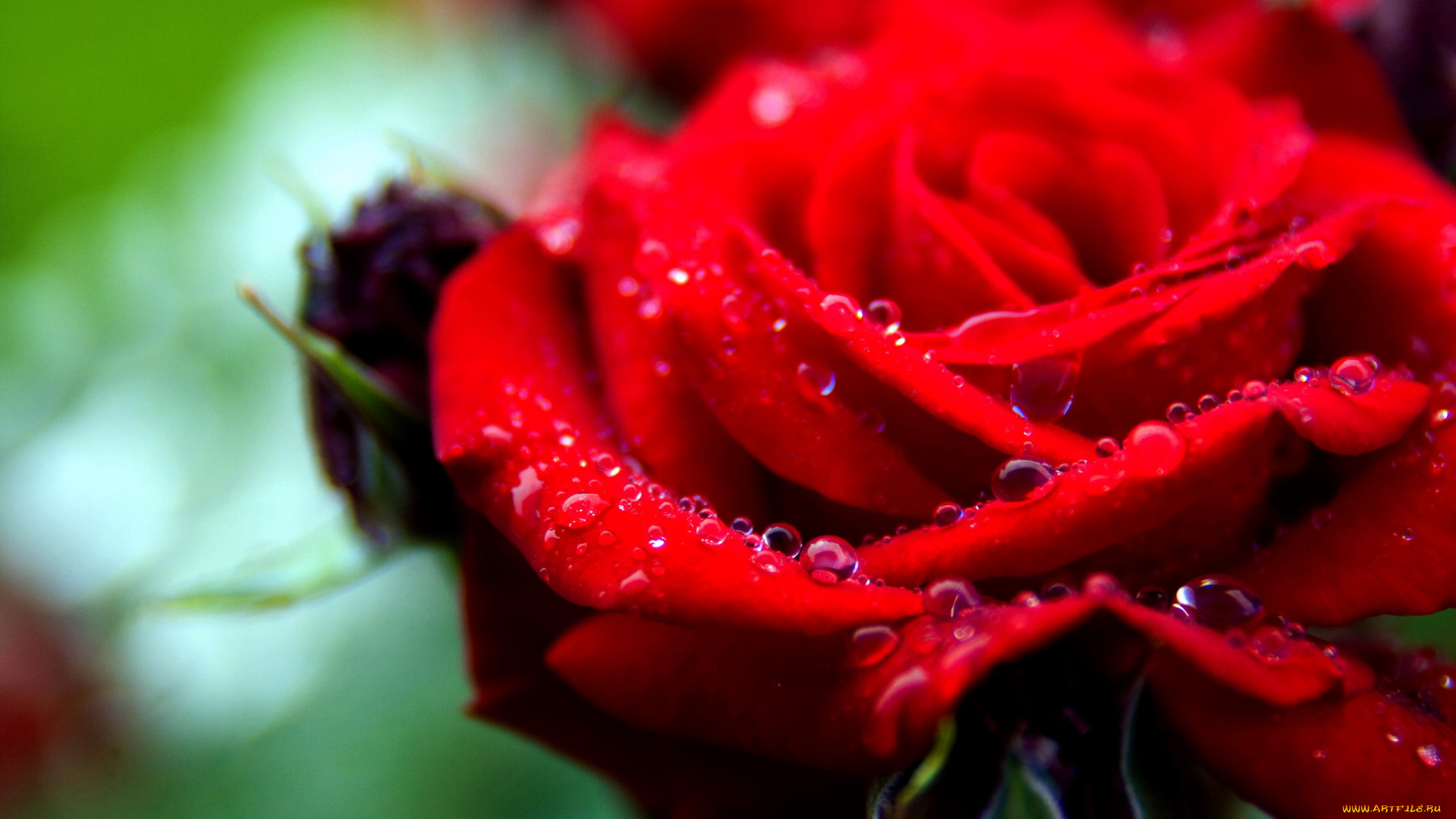 цветы, розы, макро, капли