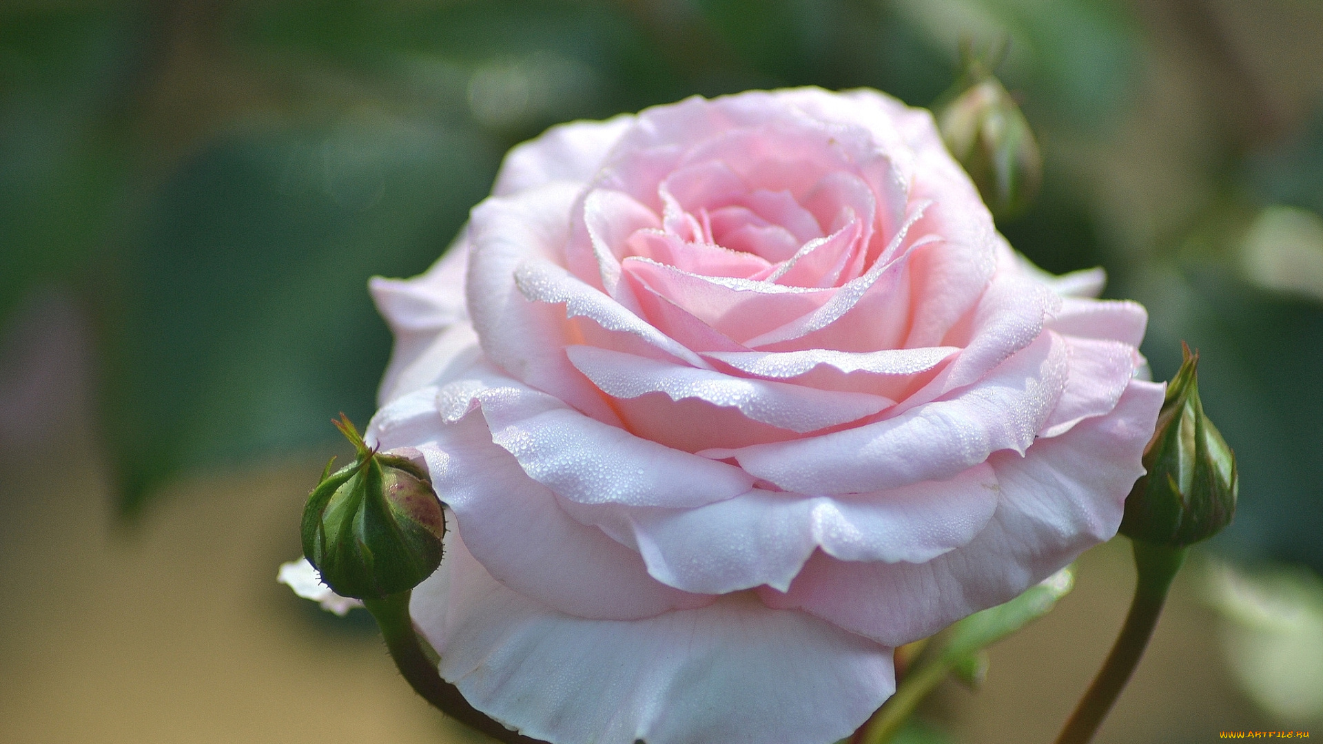 цветы, розы, нежность, розовый, макро, бутоны, роза