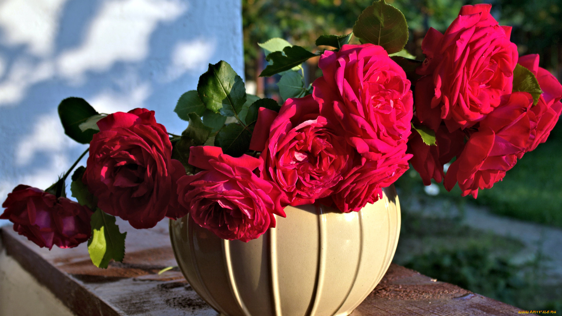 цветы, розы, розовый