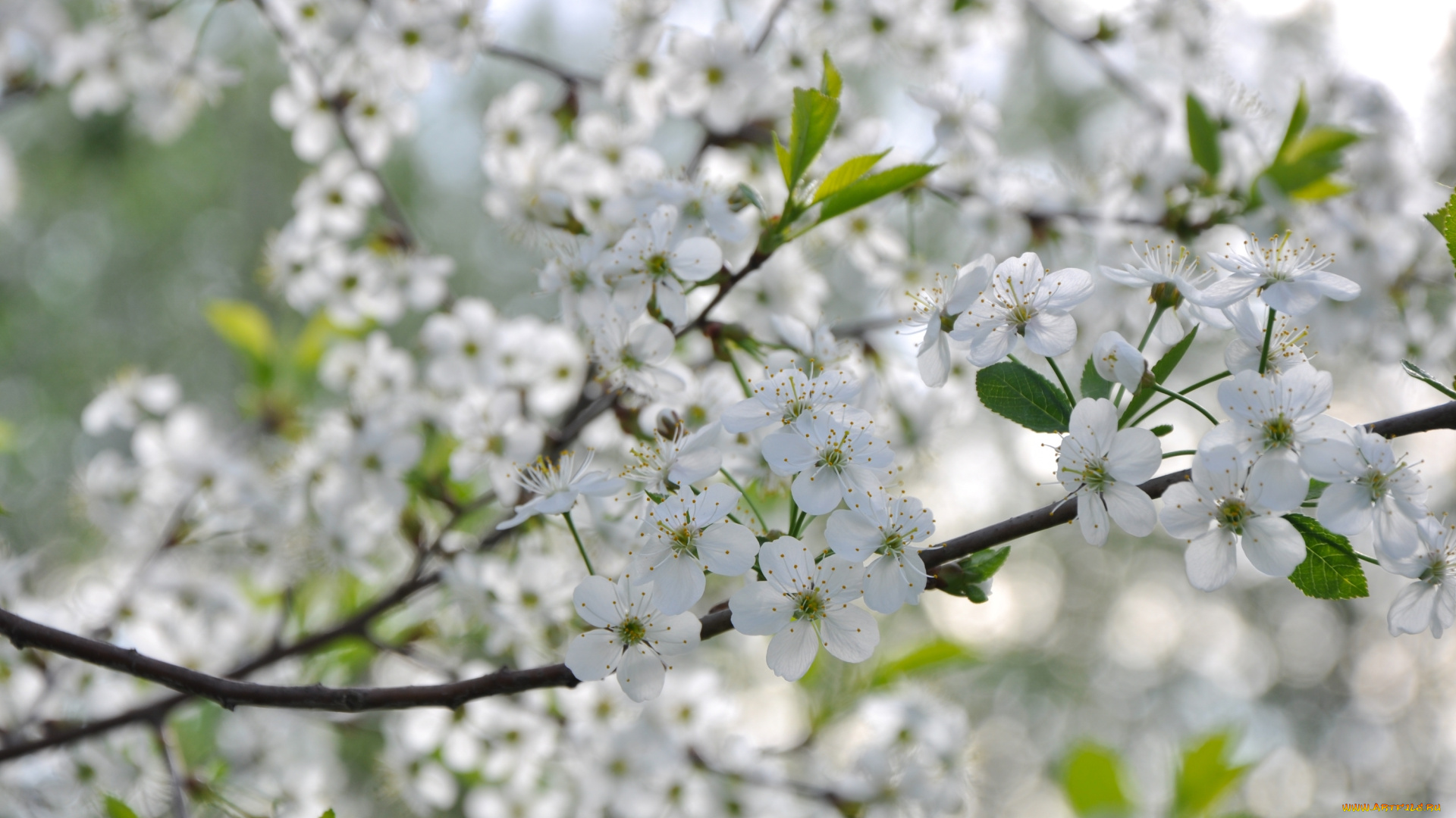 цветы, сакура, , вишня, цветение, дерево, вишня, весна