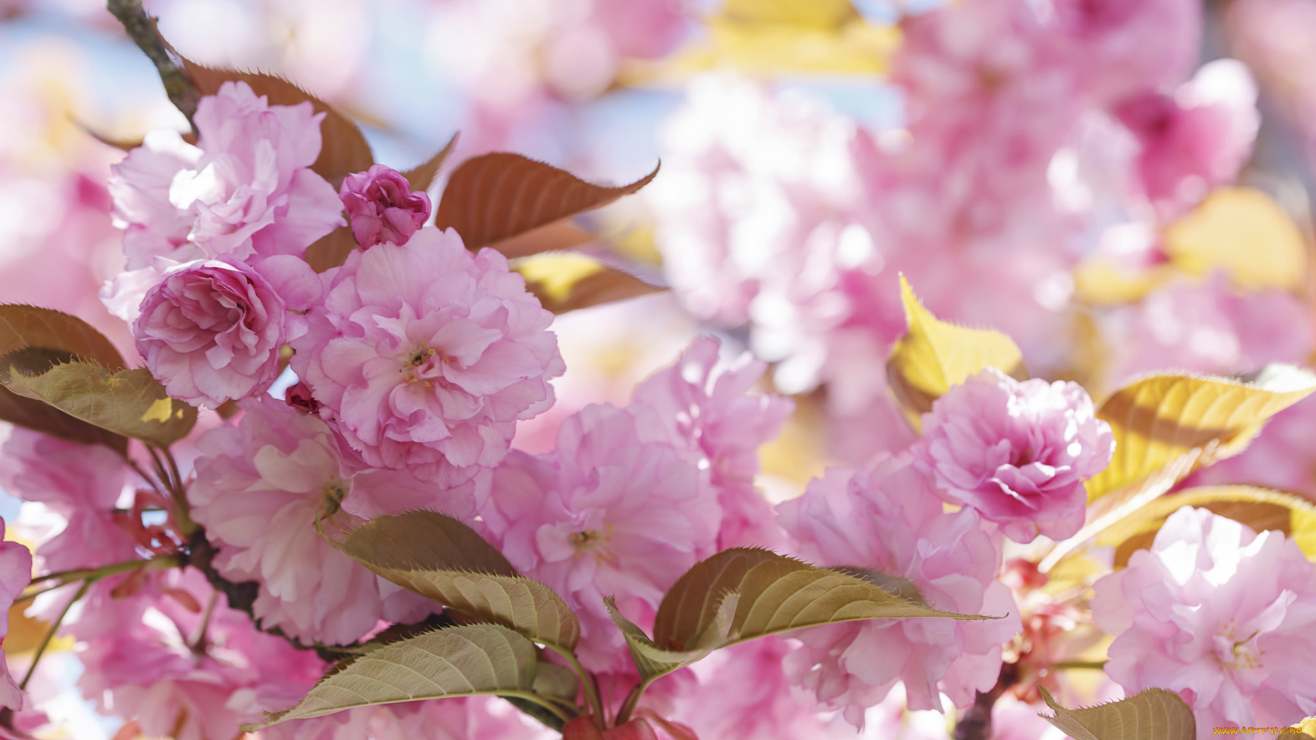 цветы, сакура, , вишня, весна, макро, сирень