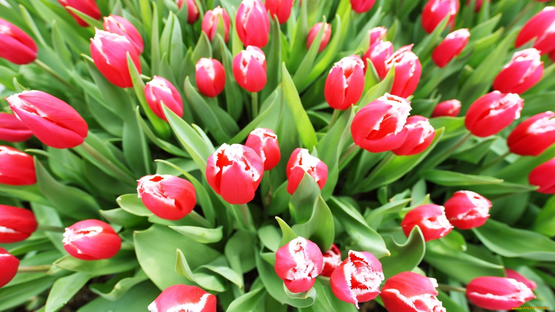 цветы, тюльпаны, поле, красные