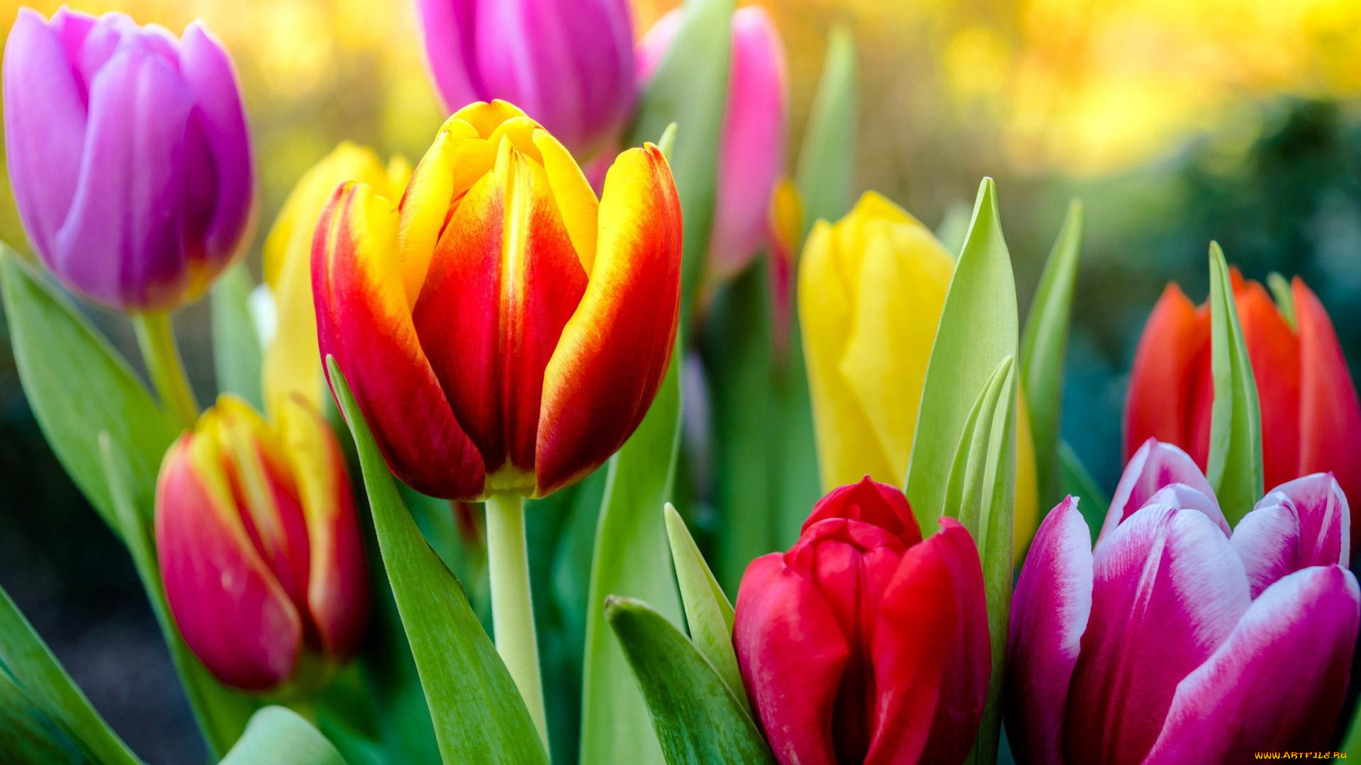 цветы, тюльпаны, поле, разноцветные