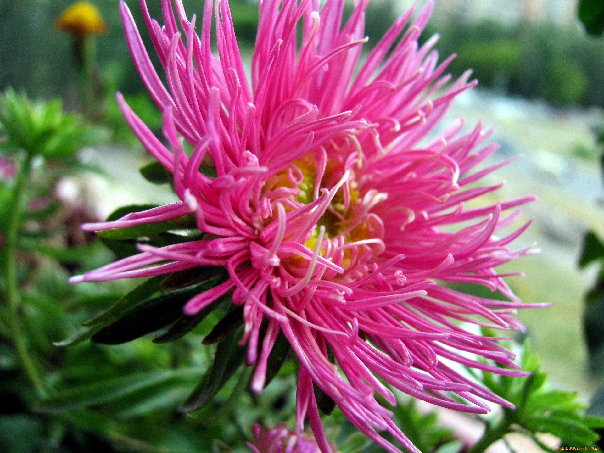 цветы, астры, розовый