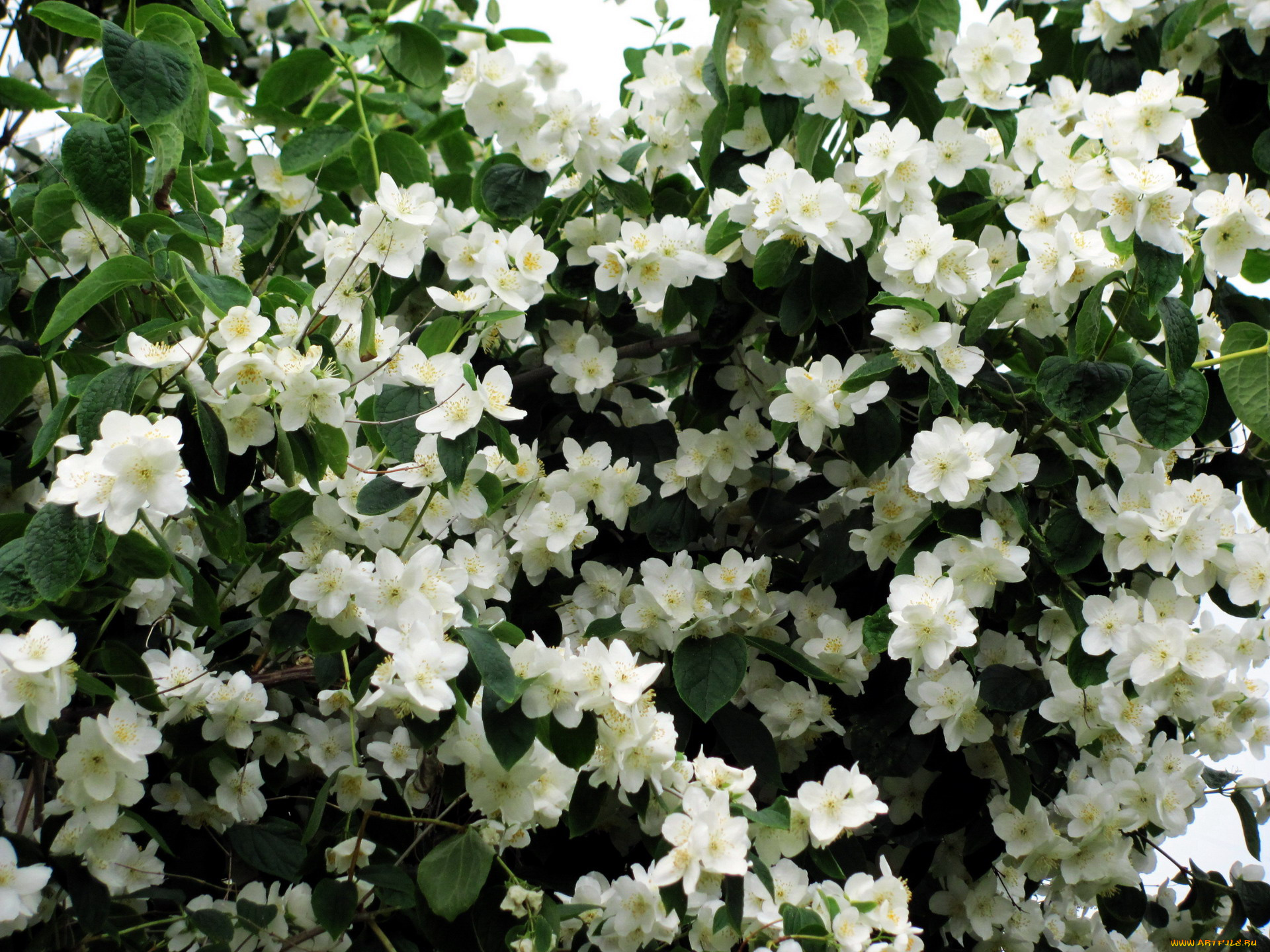 цветы, жасмин, белый