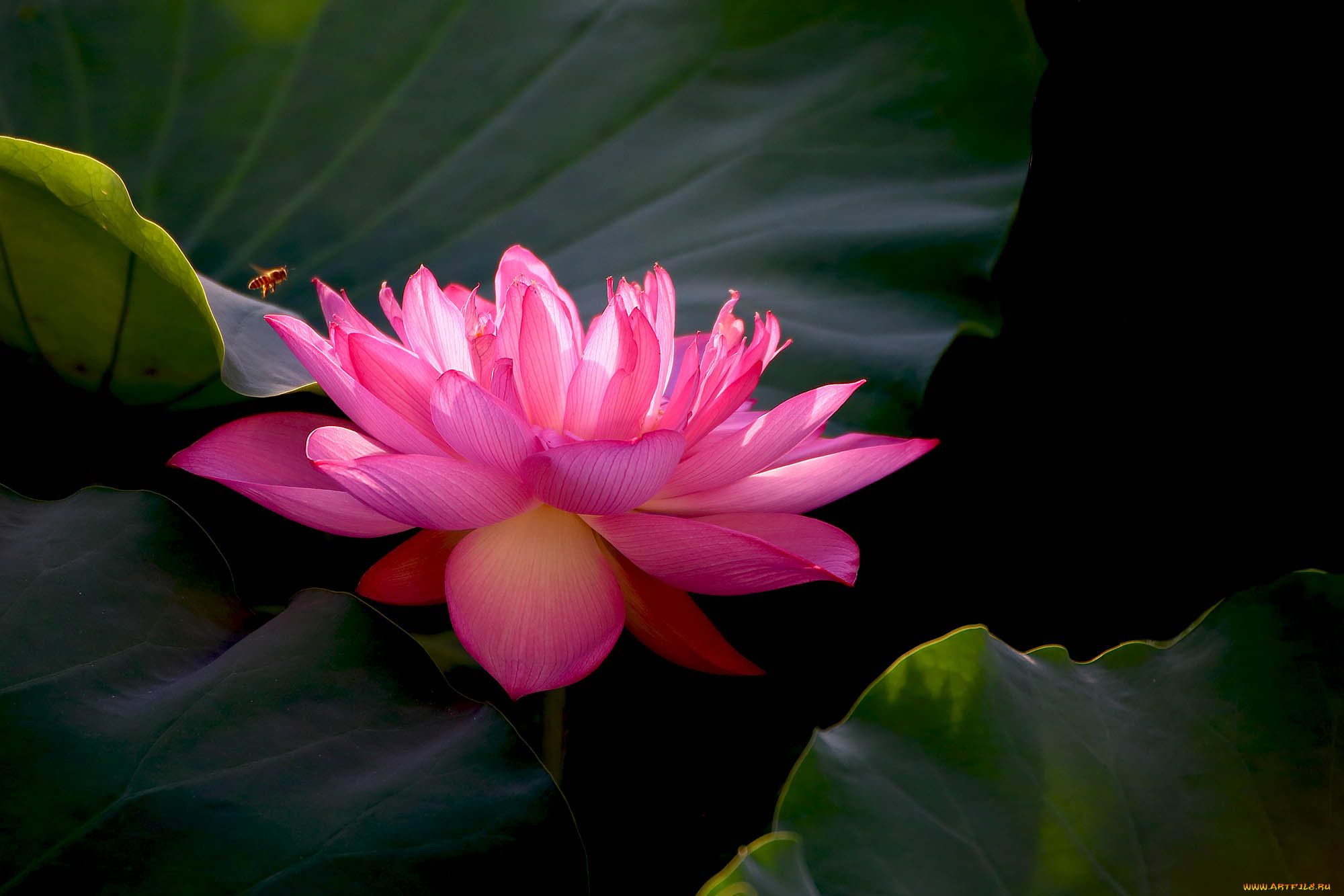 цветы, лотосы, бутон, фон, лепестки