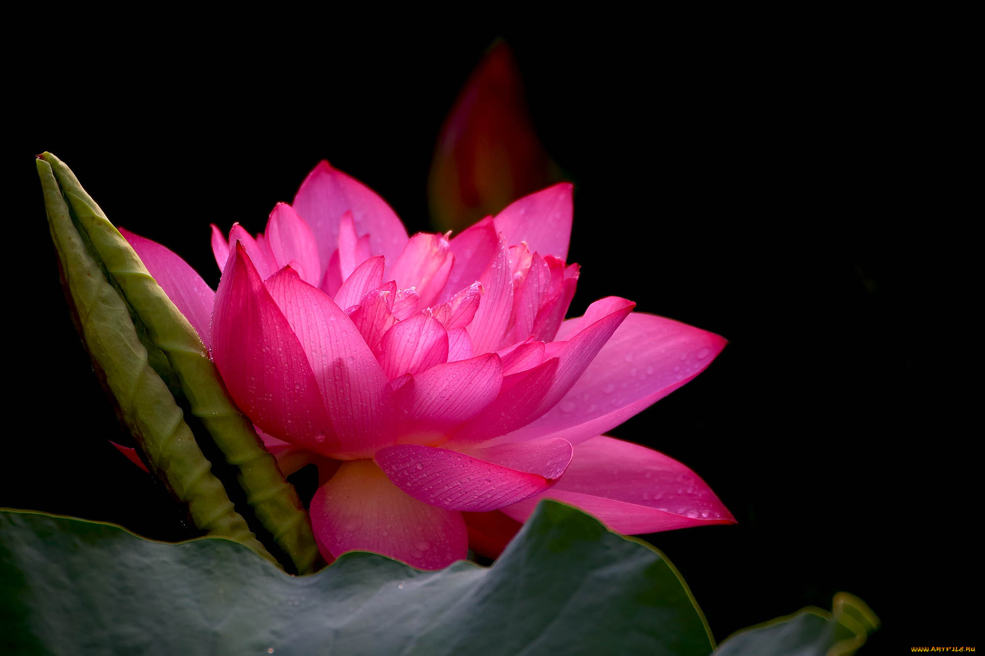 цветы, лотосы, фон, лепестки, бутон