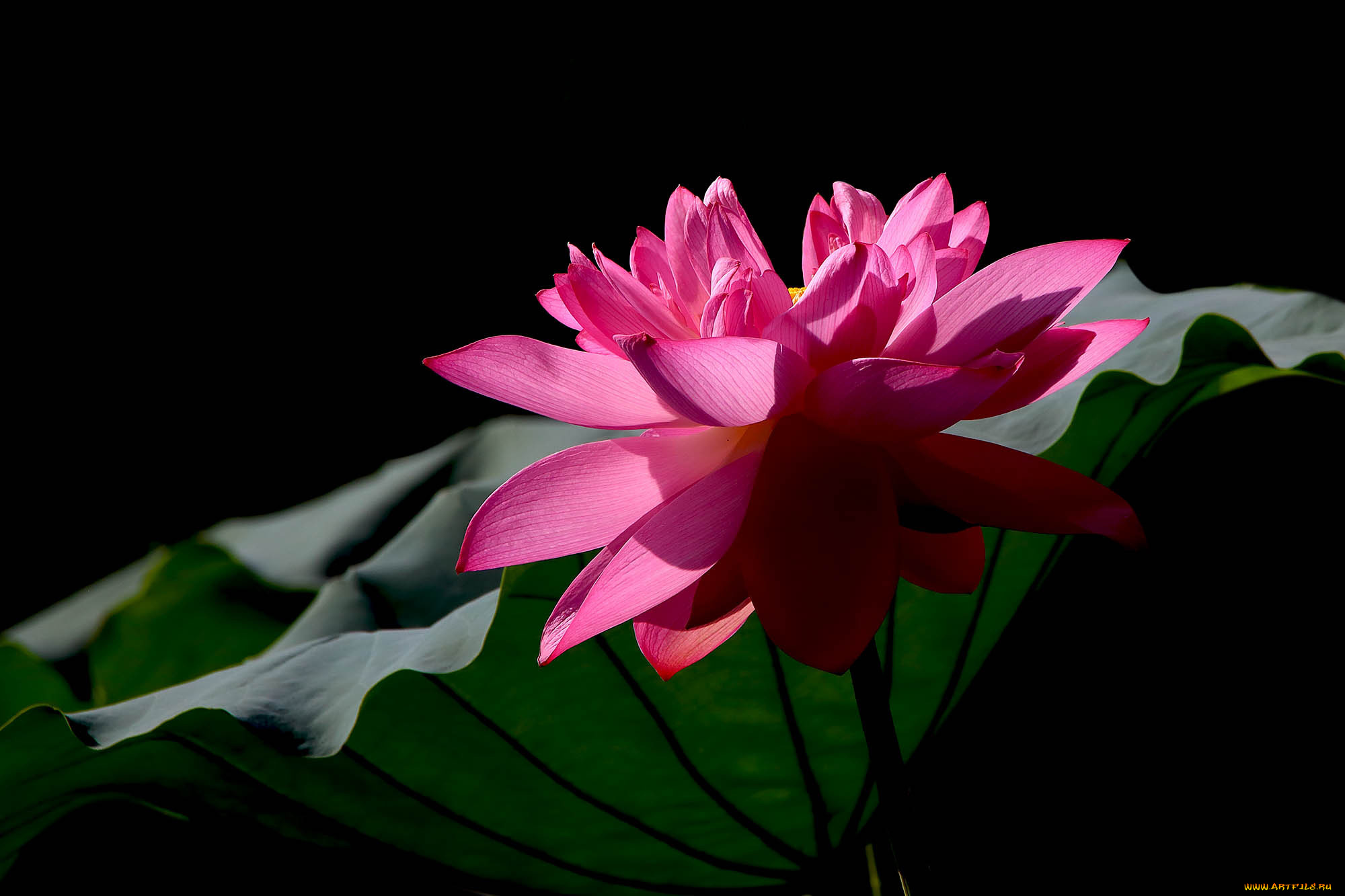 цветы, лотосы, фон, лепестки, бутон