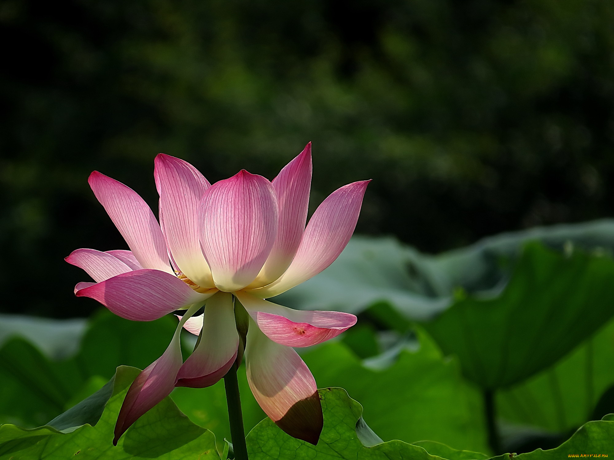 цветы, лотосы, бутон, лепестки, фон