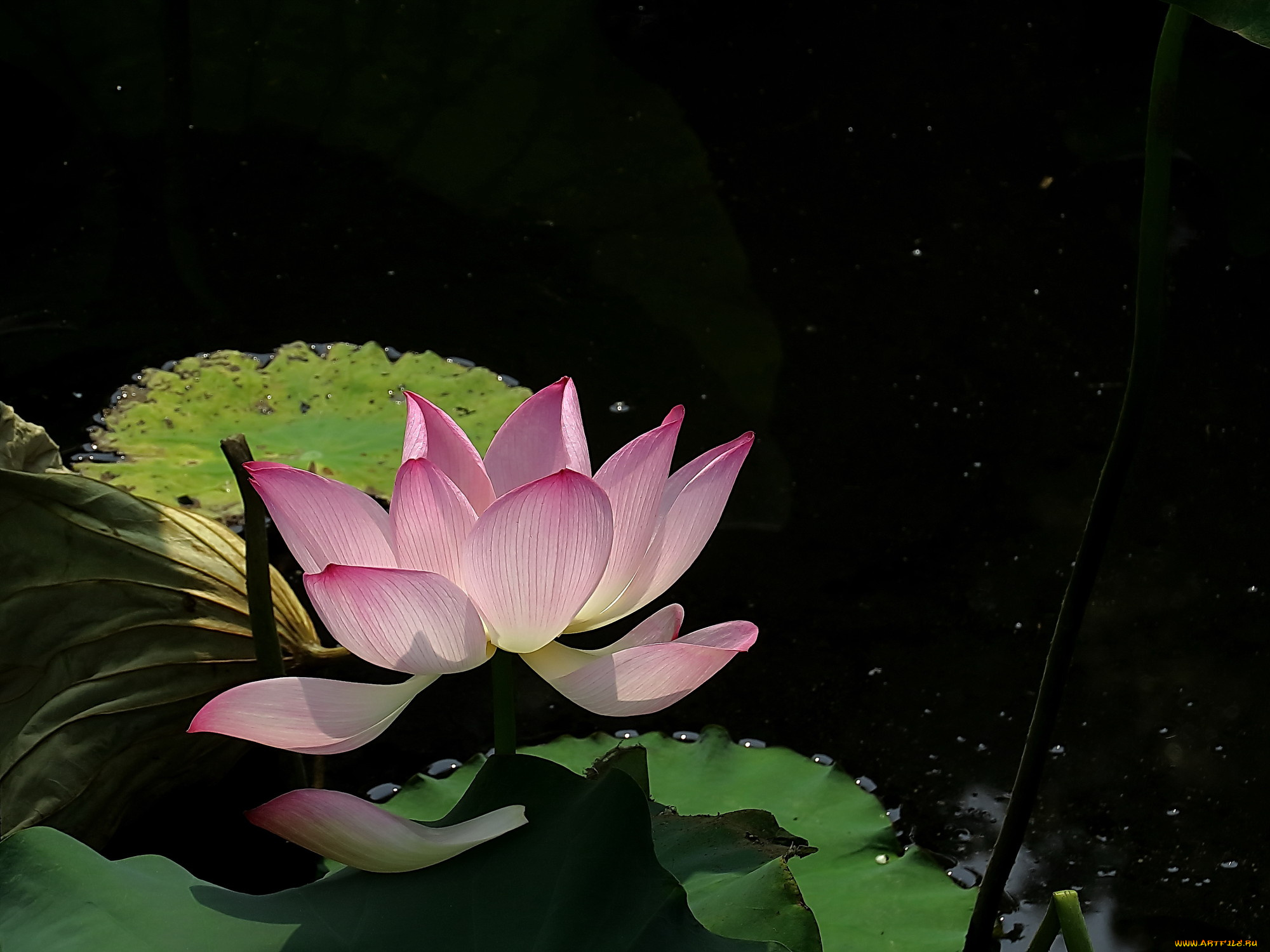 цветы, лотосы, бутон, лепестки, фон