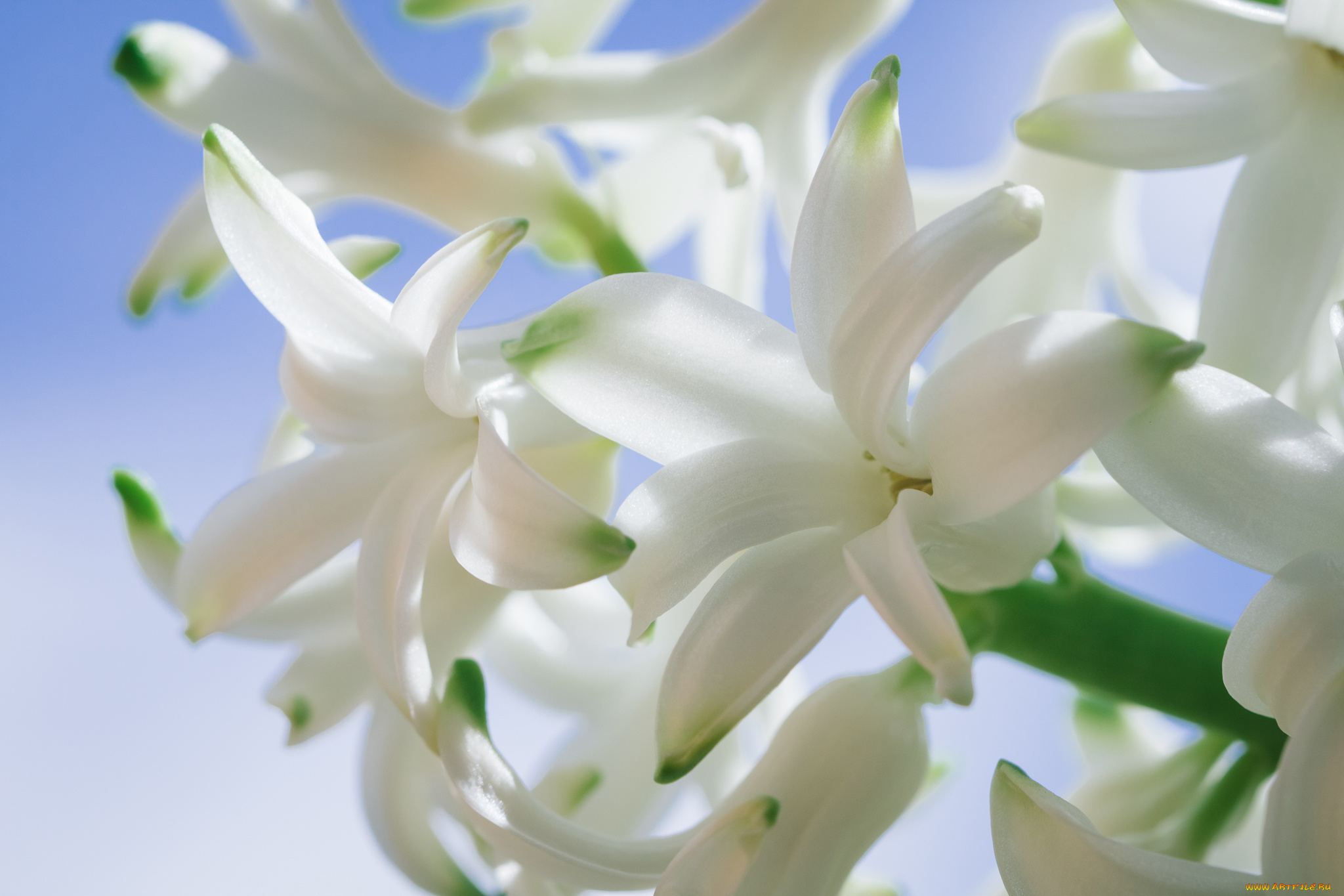 цветы, гиацинты, цветки, гиацинт, макро