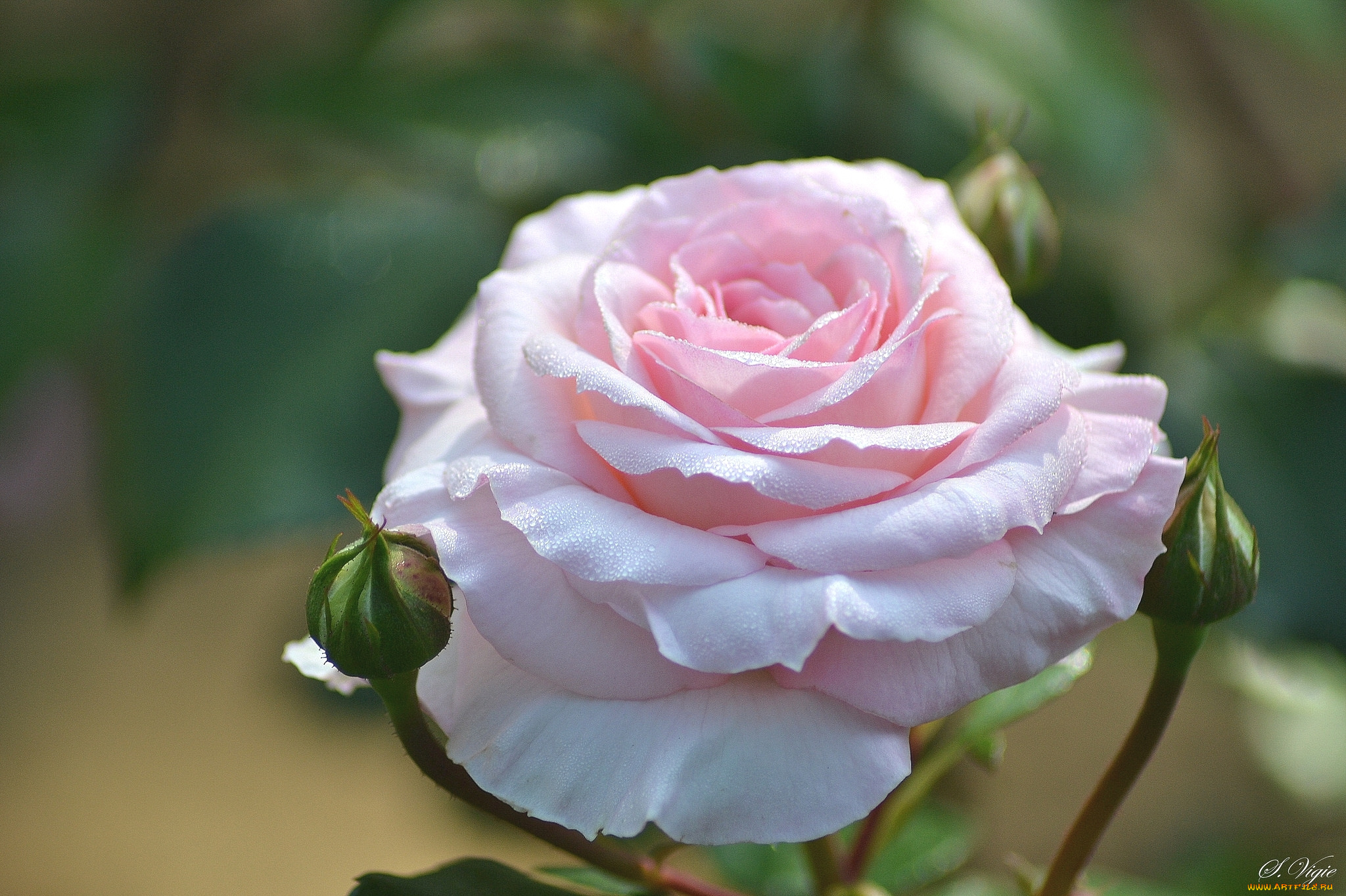 цветы, розы, нежность, розовый, макро, бутоны, роза