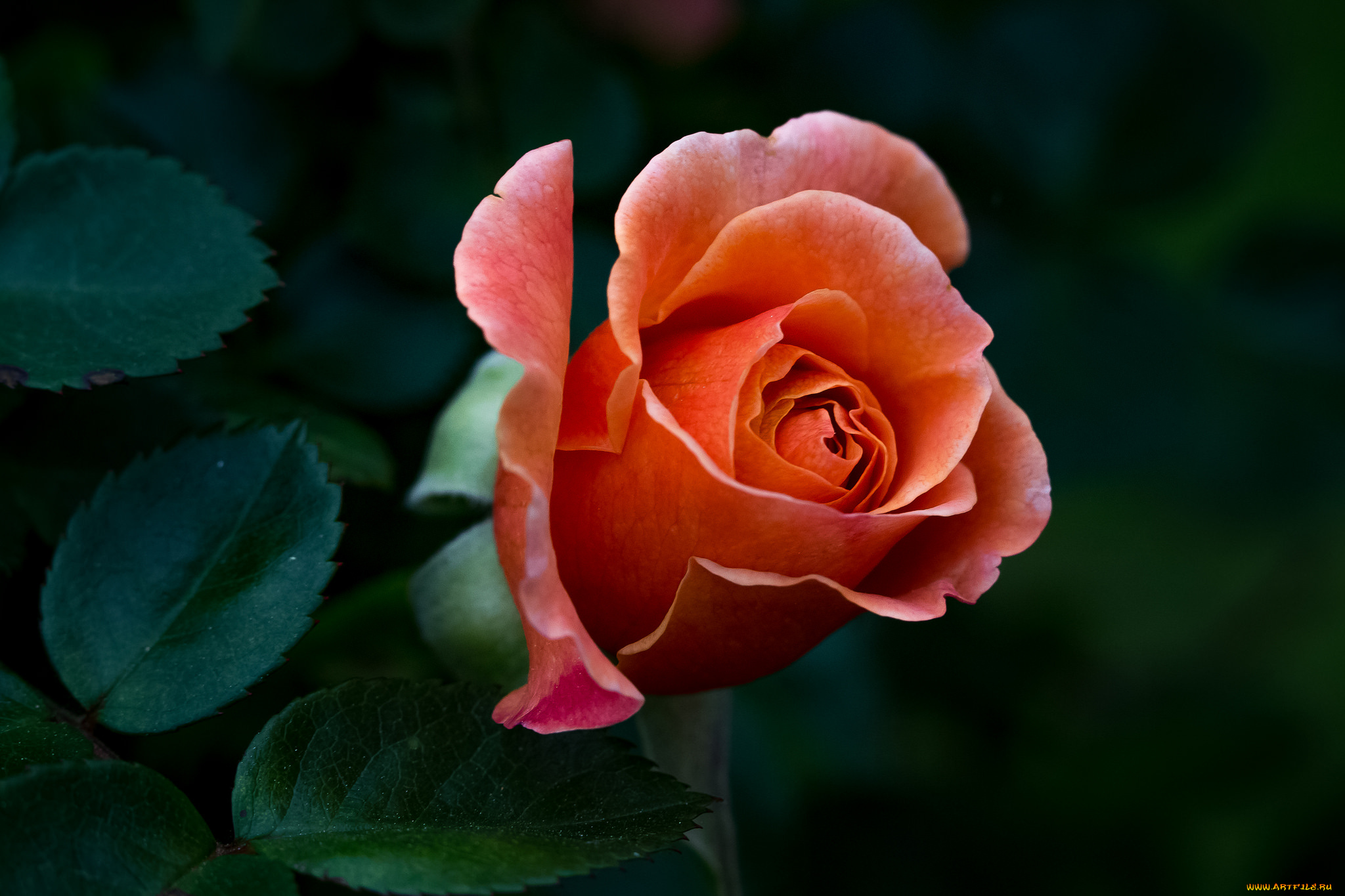 цветы, розы, роза