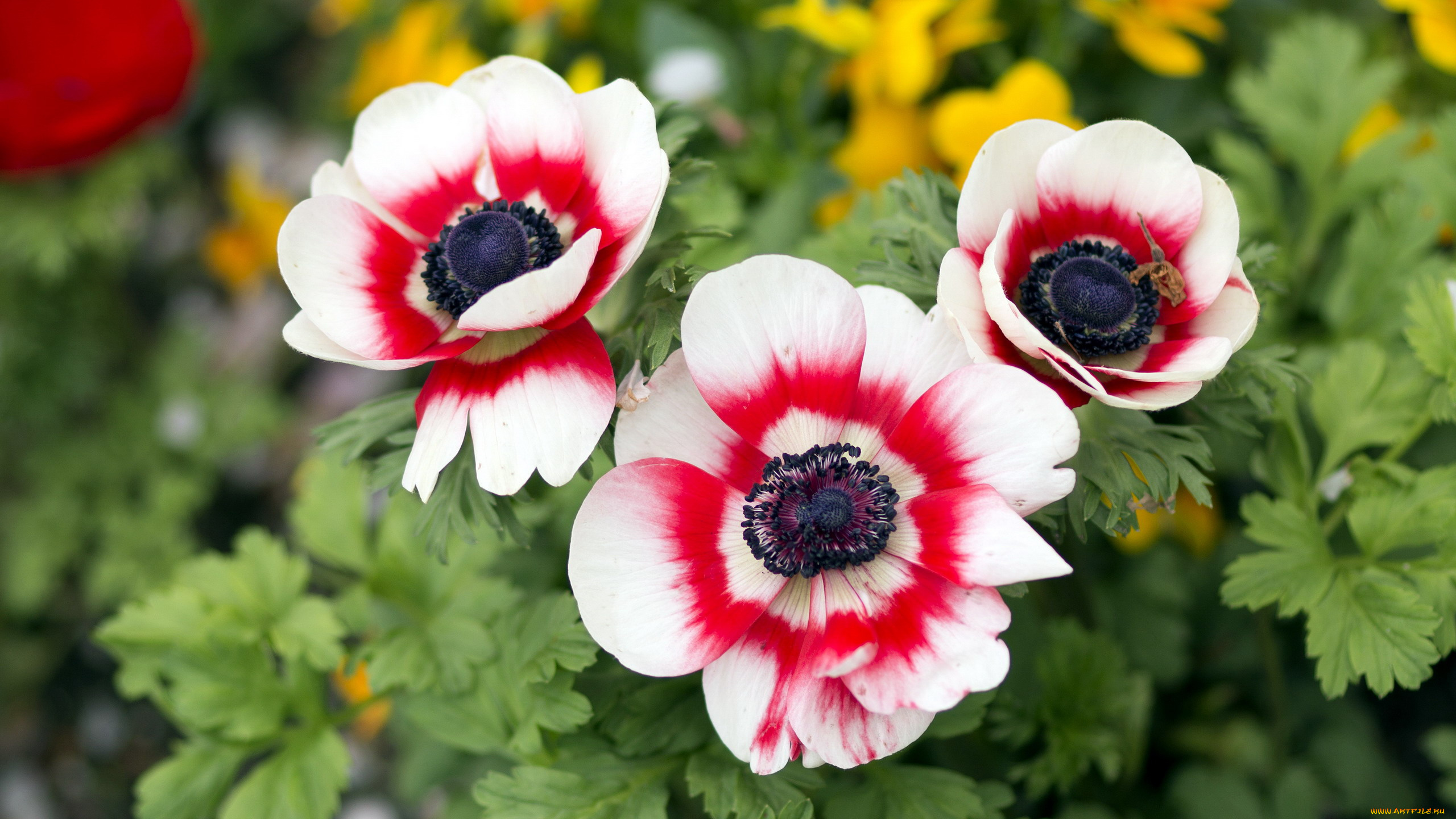 цветы, анемоны, , сон-трава, трио