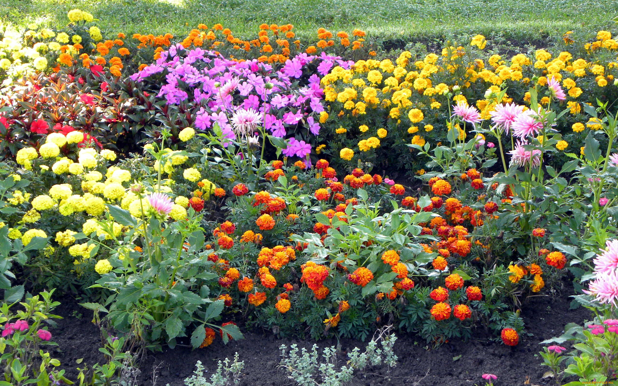 цветы, разные, вместе, тагетес, бархатцы, георгины