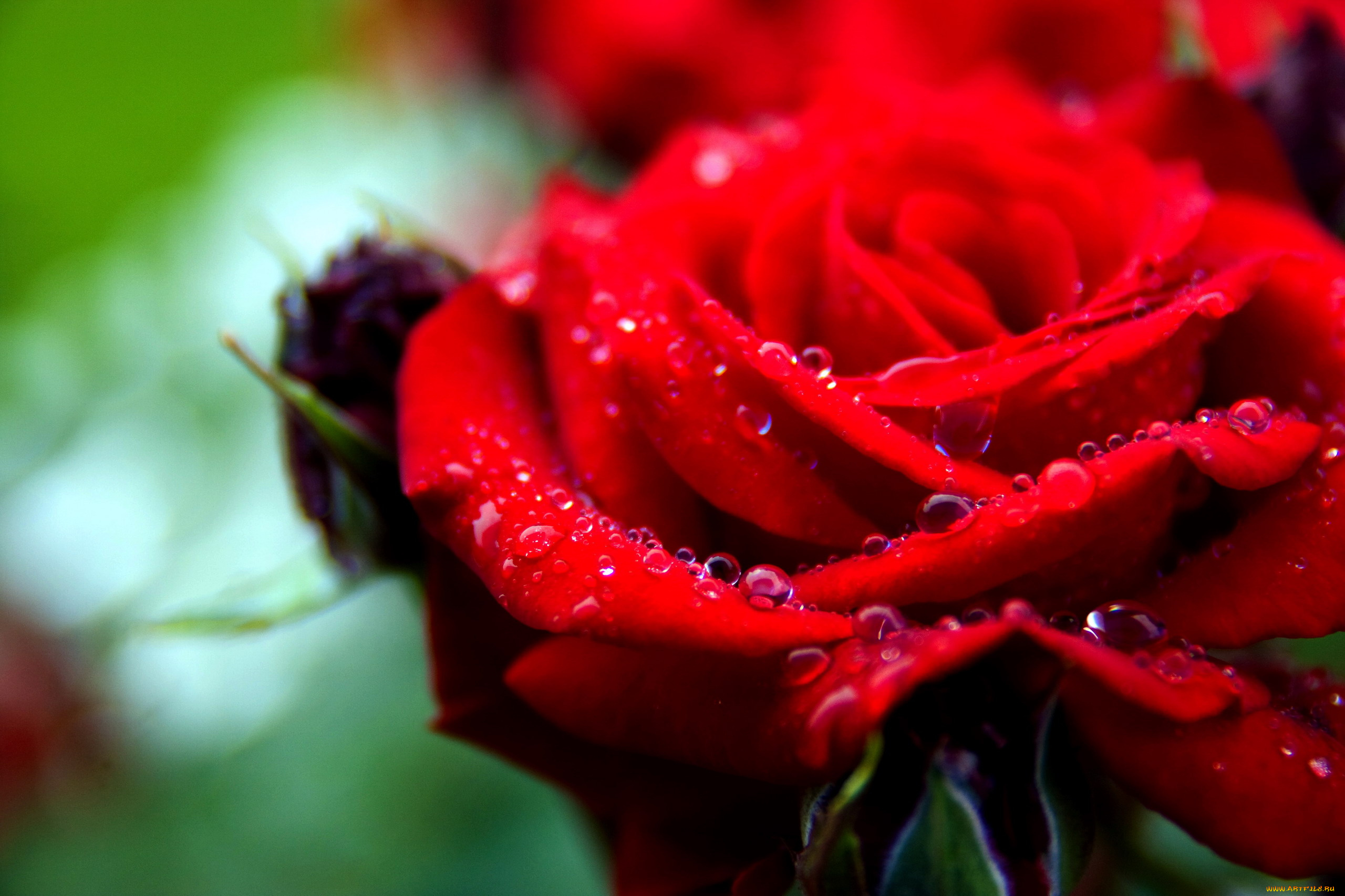 цветы, розы, макро, капли