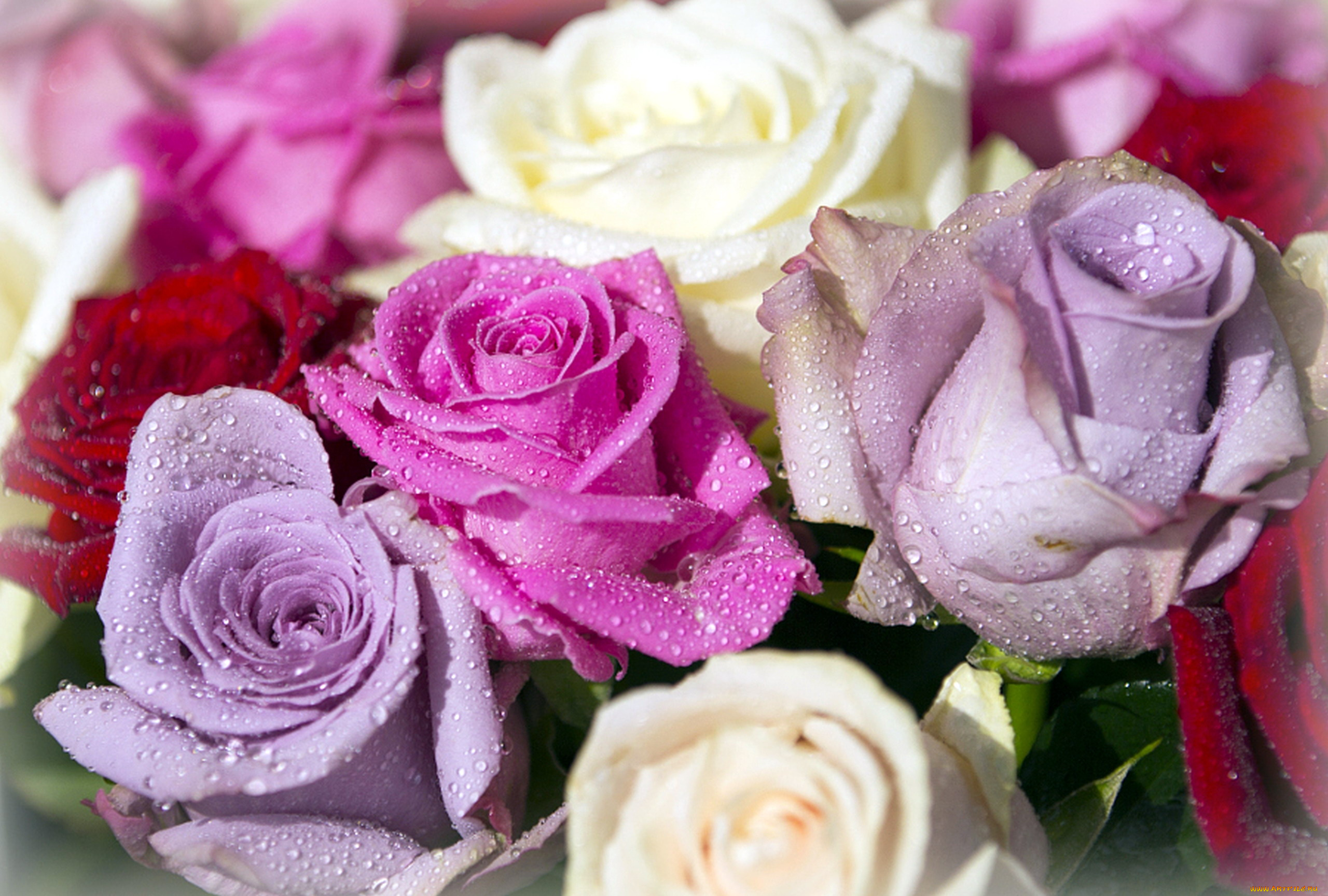цветы, розы, капли