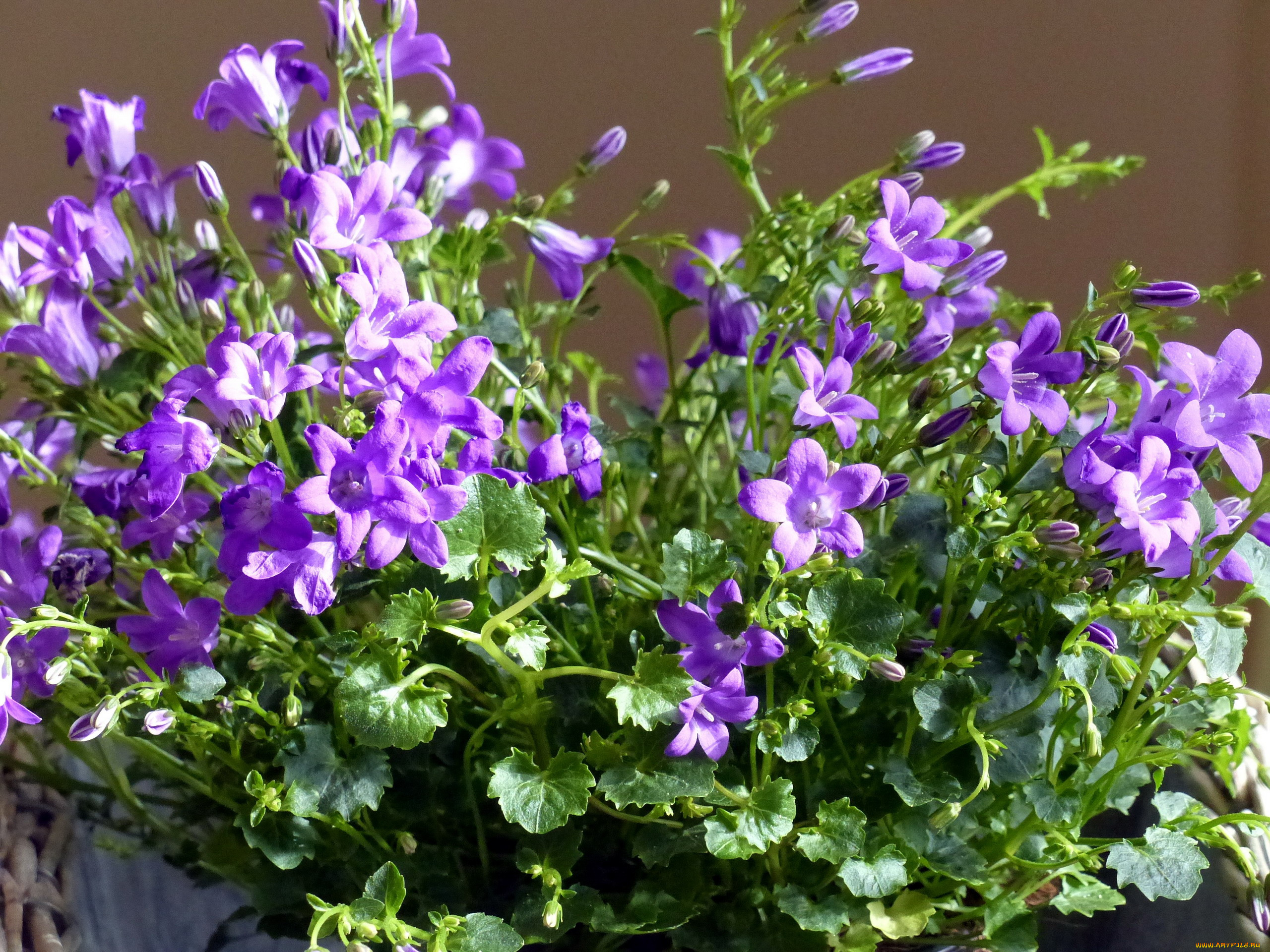 цветы, колокольчики, фиолетовый