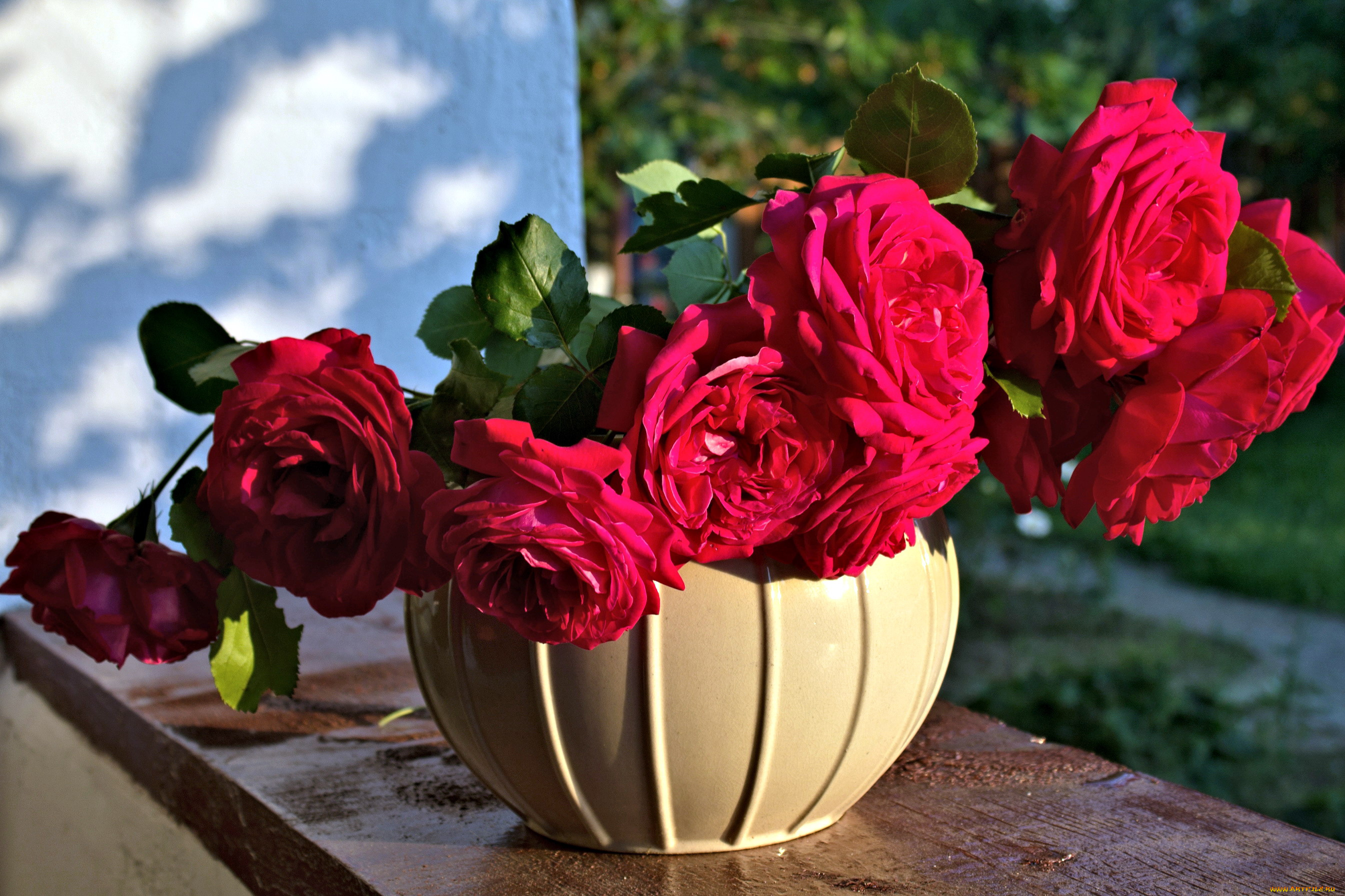 цветы, розы, розовый