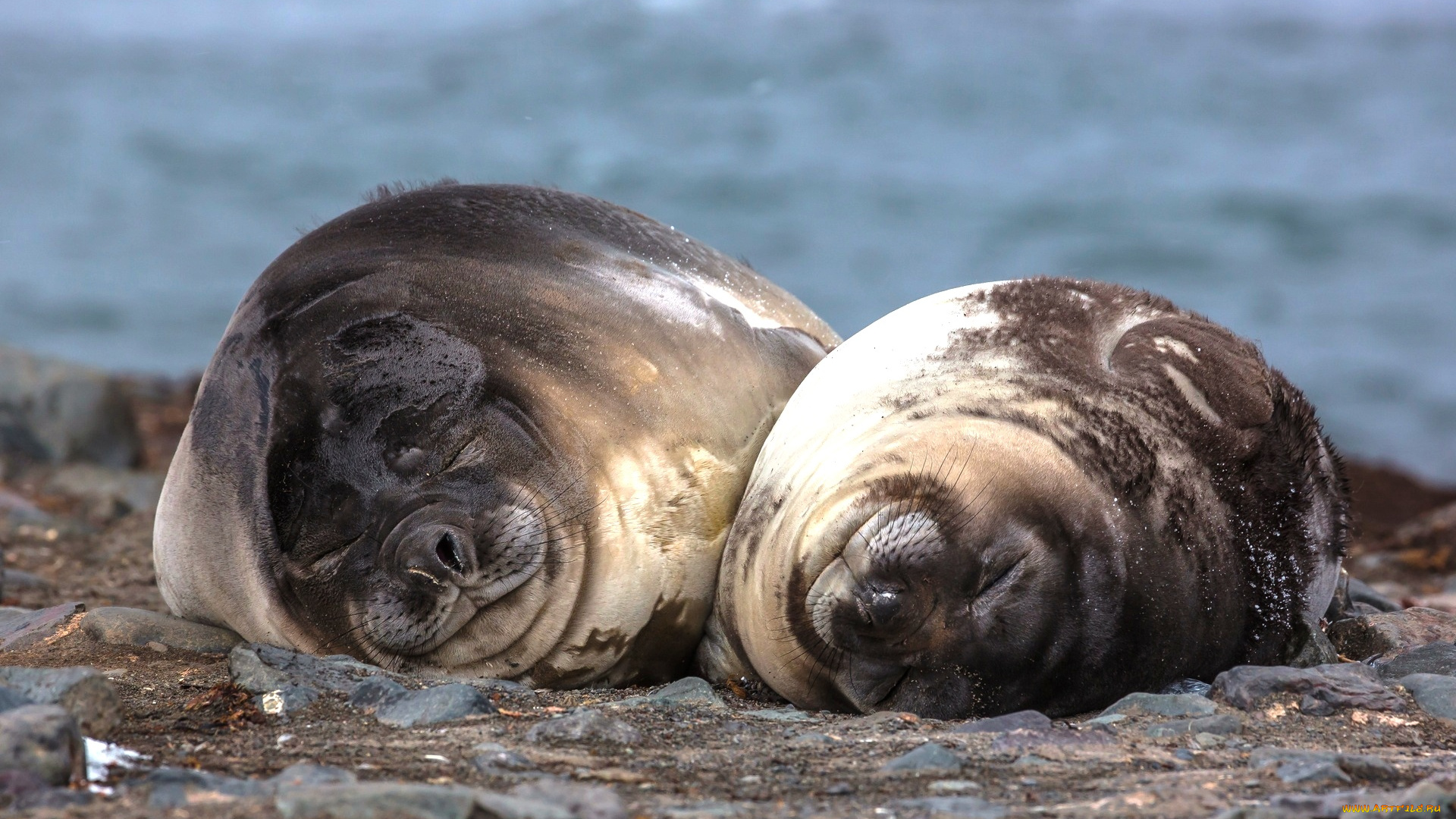 антарктические, морские, слоны, животные, тюлени, , морские, львы, , морские, котики, сон, камни, берег, пара, отдых