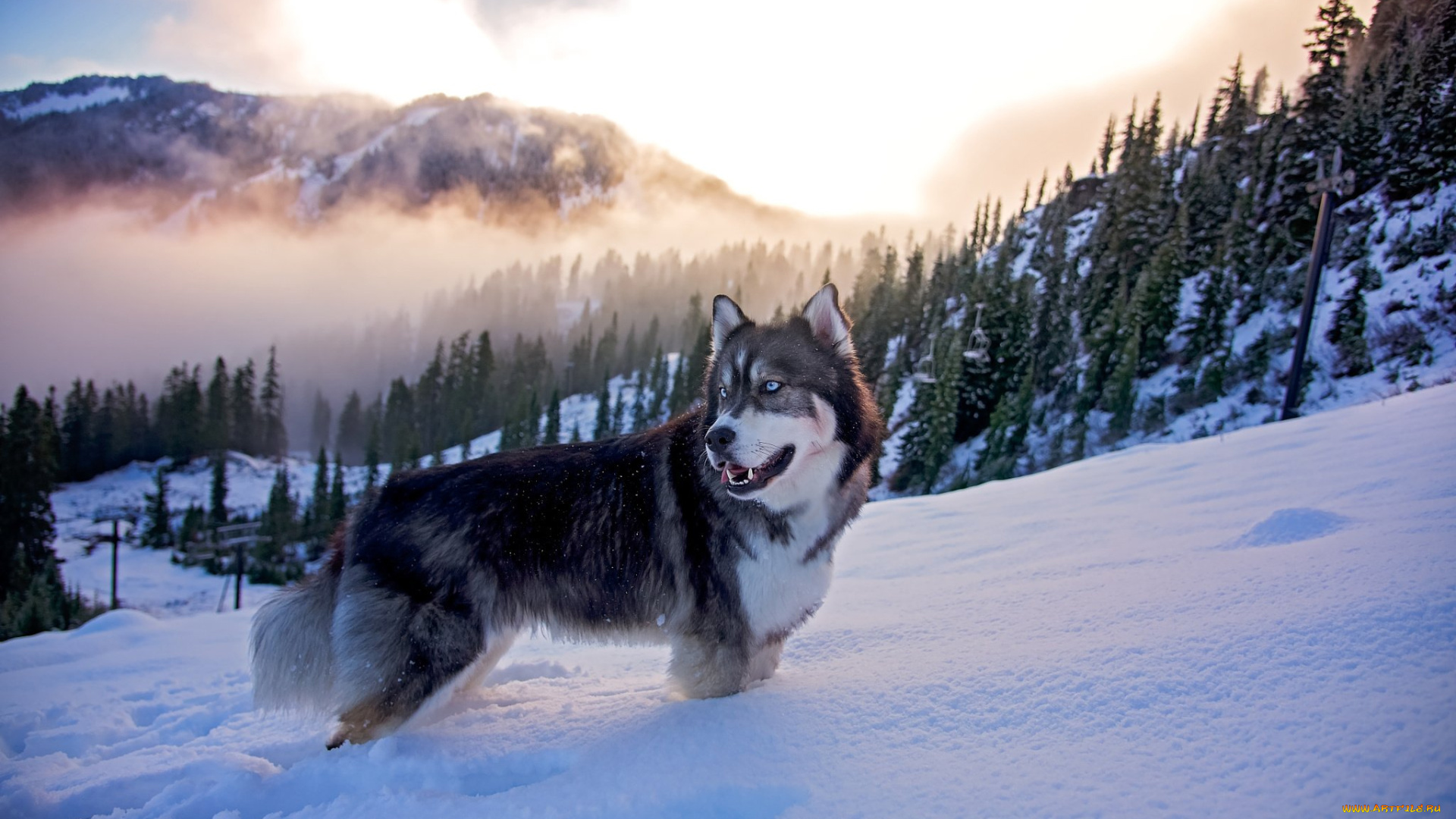 хаски, в, горах, животные, собаки, хаски, снег, собака, зима, горы