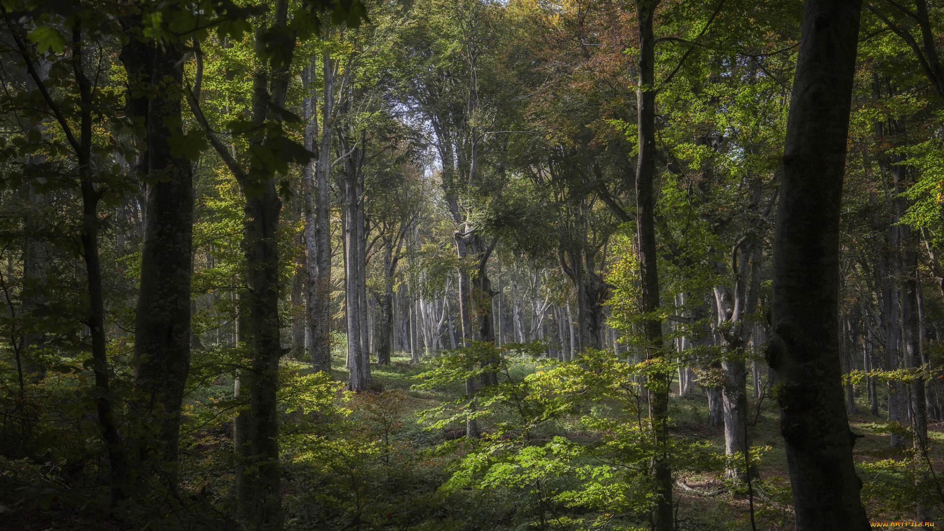 природа, лес, деревья