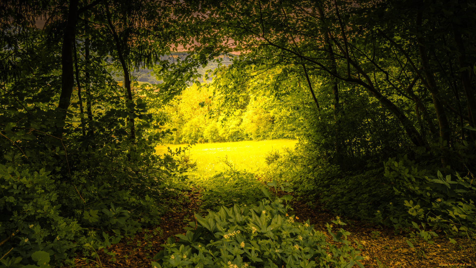 природа, лес, деревья