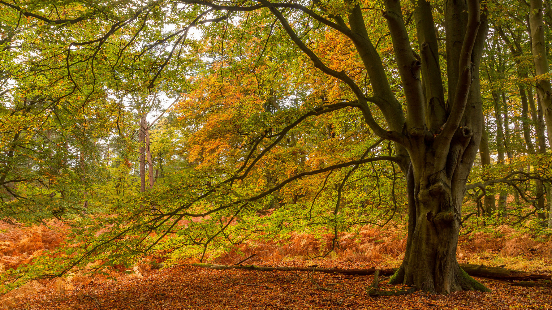 природа, лес, деревья