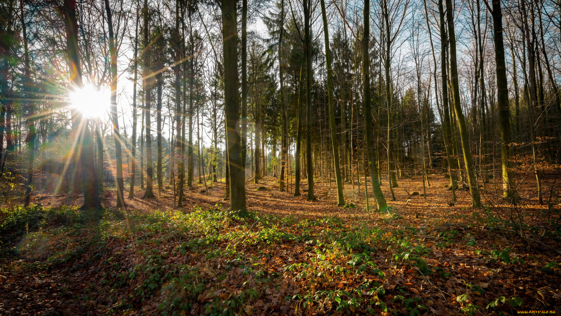 природа, лес, деревья